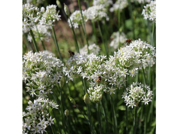 Graceful Beauty Allium Flower Bulbs – White Globe Blooms with Lavender Centers – Deer Resistant, Attracts Butterflies & Bees