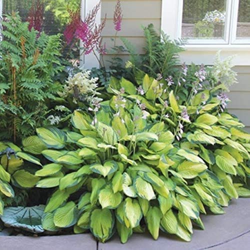 Hardy Mixed Heart-Shaped Hosta - 6, 12 or 24 Pack of Bare Roots - Rich Green Foliage, Low Maintenance, Heart Shaped Leaves Great Perennials