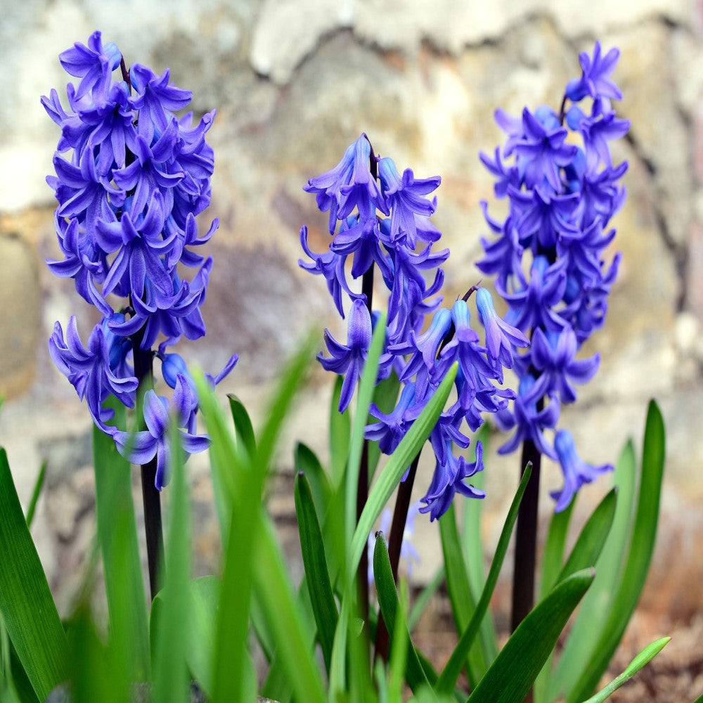 Blue Tango Double Hyacinth Flower Bulbs – Fragrant Blue Blooms – Deer Resistant, Bee Friendly