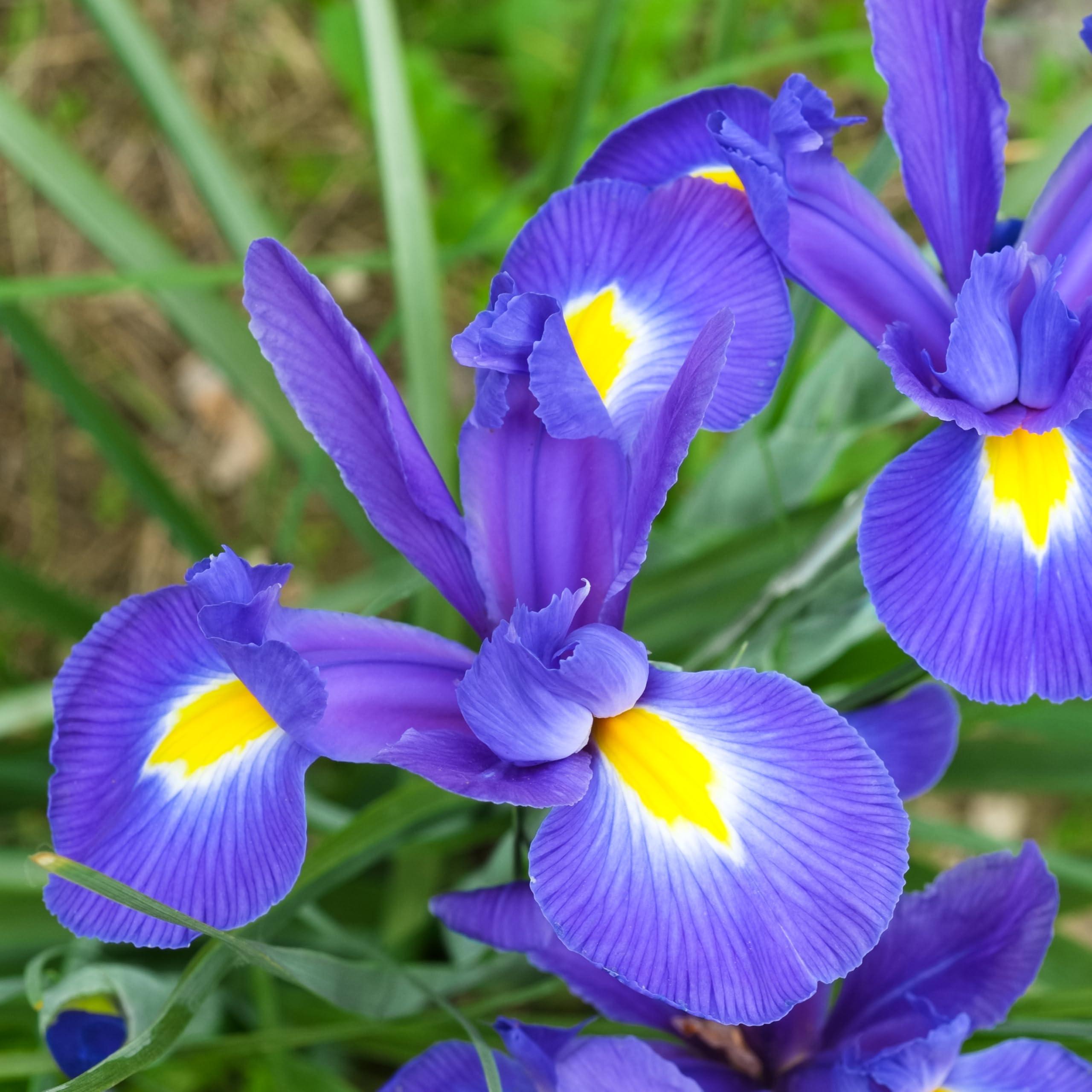 Colorful Mixed Dutch Iris Flowers - 30 Bulbs - Beautiful, Bright, Blue, Purple, Yellow, White Flowers - Spring Blooming Perennials Perfect for Gardens - Attracts Butterflies, Bees & Hummingbirds