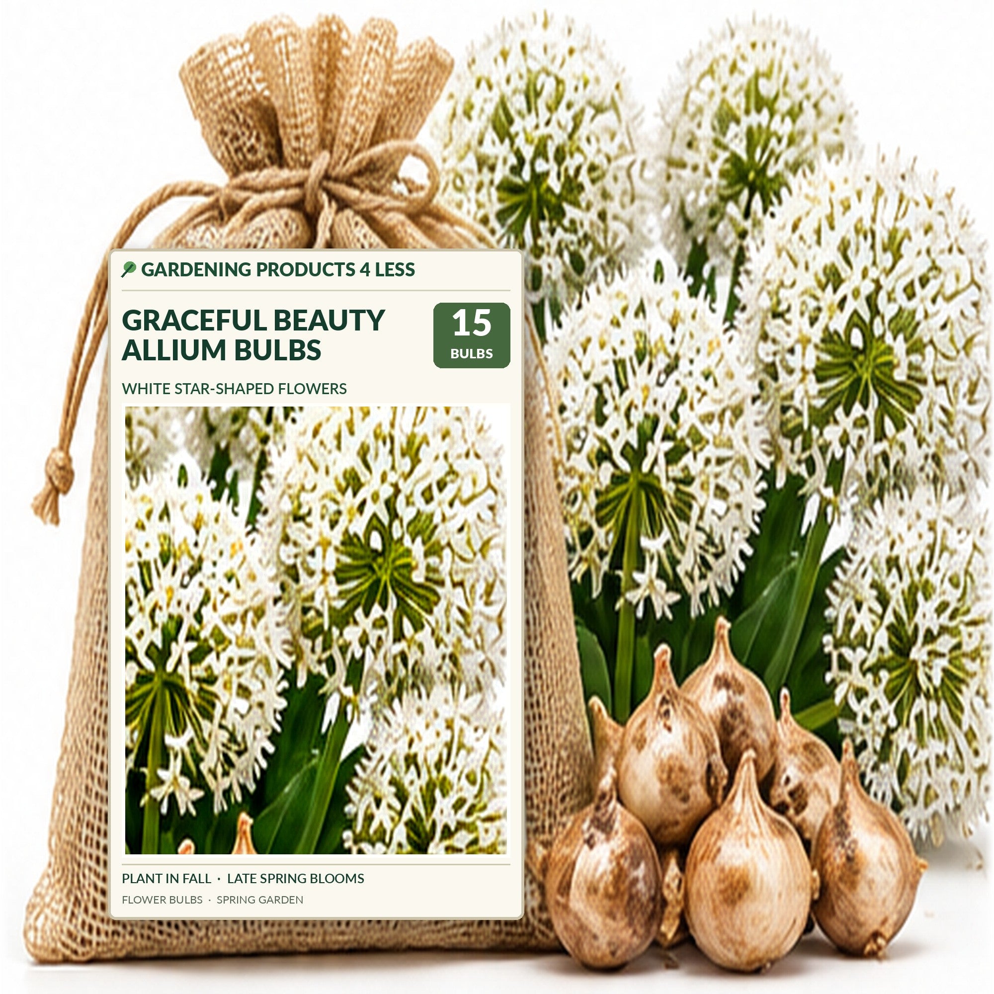 Graceful Beauty Allium Flower Bulbs – White Globe Blooms with Lavender Centers – Deer Resistant, Attracts Butterflies & Bees
