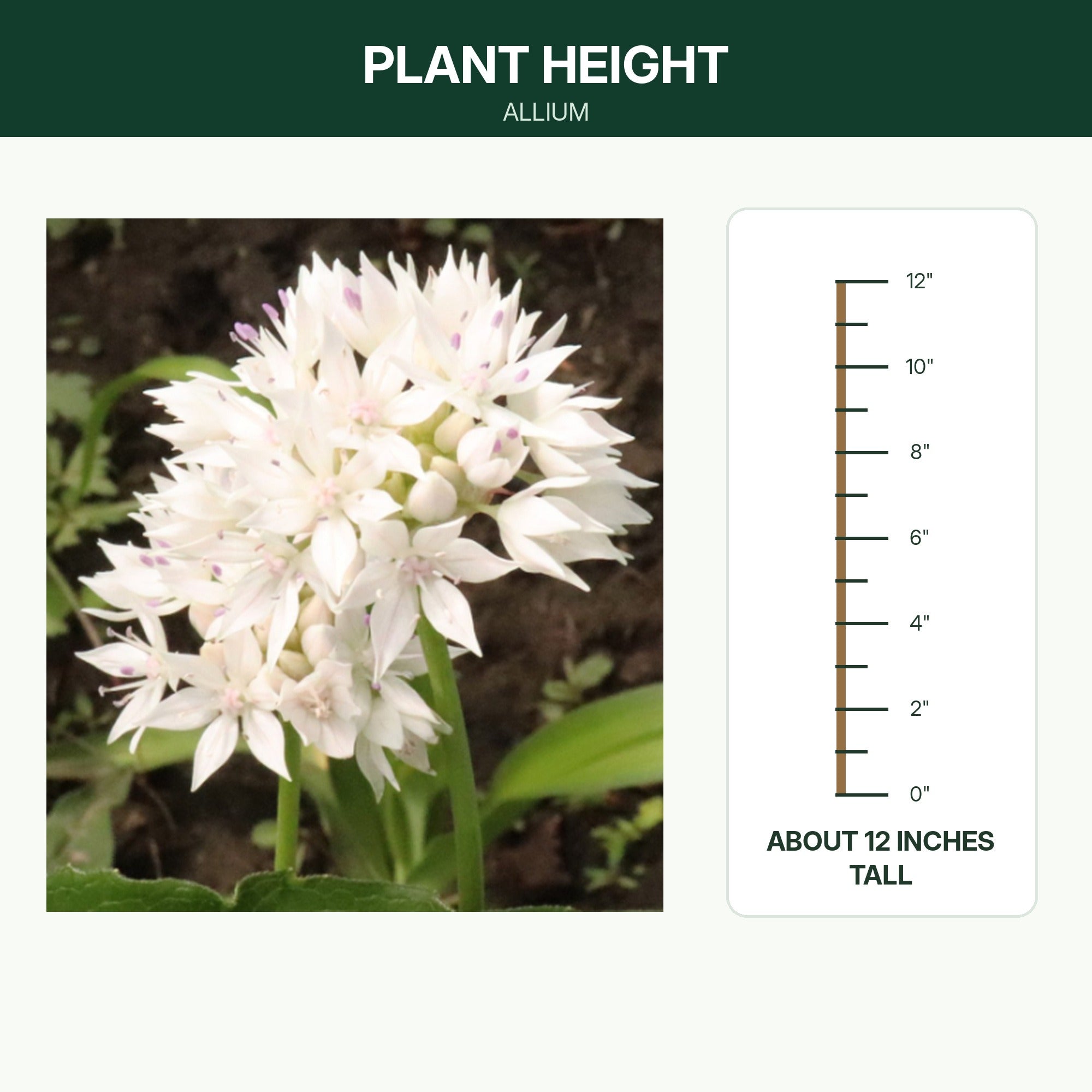 Graceful Beauty Allium Flower Bulbs – White Globe Blooms with Lavender Centers – Deer Resistant, Attracts Butterflies & Bees