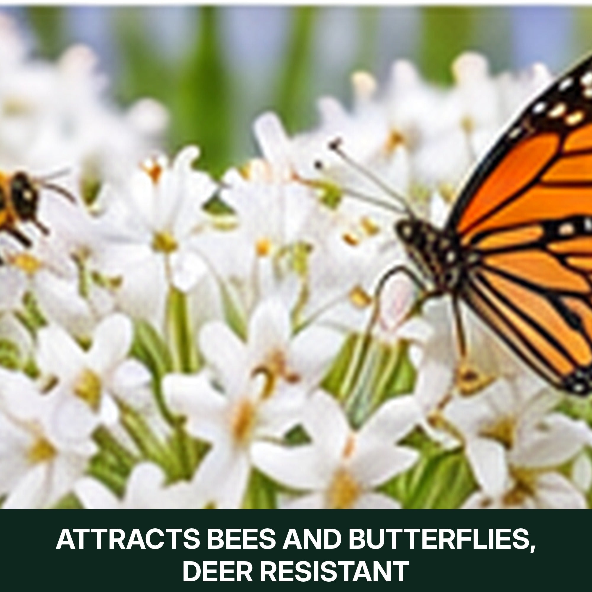 Graceful Beauty Allium Flower Bulbs – White Globe Blooms with Lavender Centers – Deer Resistant, Attracts Butterflies & Bees