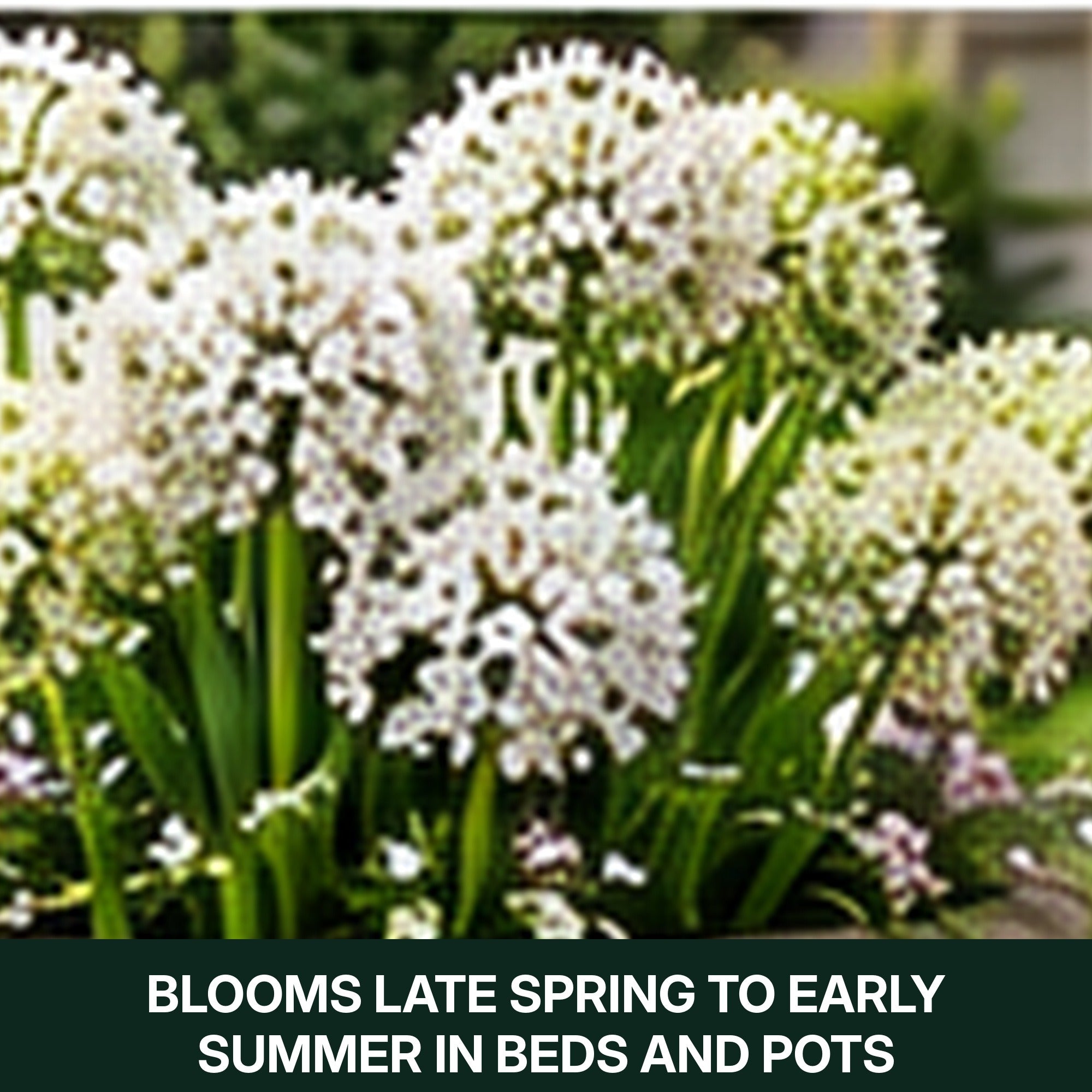 Graceful Beauty Allium Flower Bulbs – White Globe Blooms with Lavender Centers – Deer Resistant, Attracts Butterflies & Bees