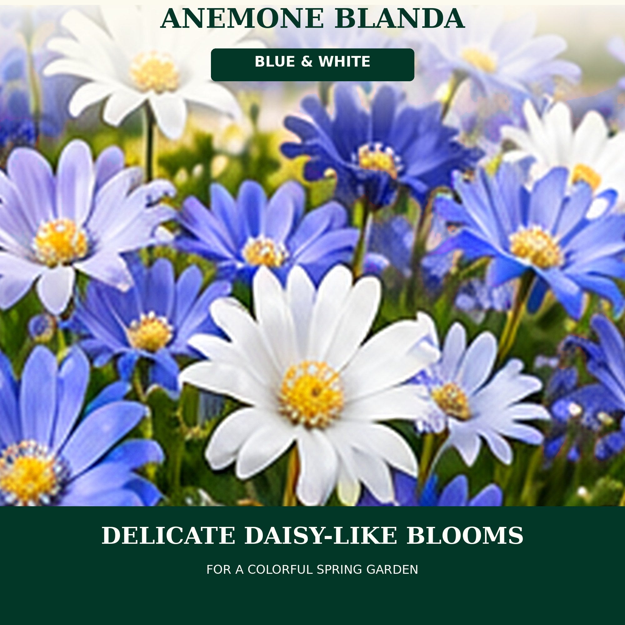 Mixed Anemone Blanda Flower Bulbs – Daisy-Shaped Ground Cover Blooms – Deer Resistant Spring Perennial