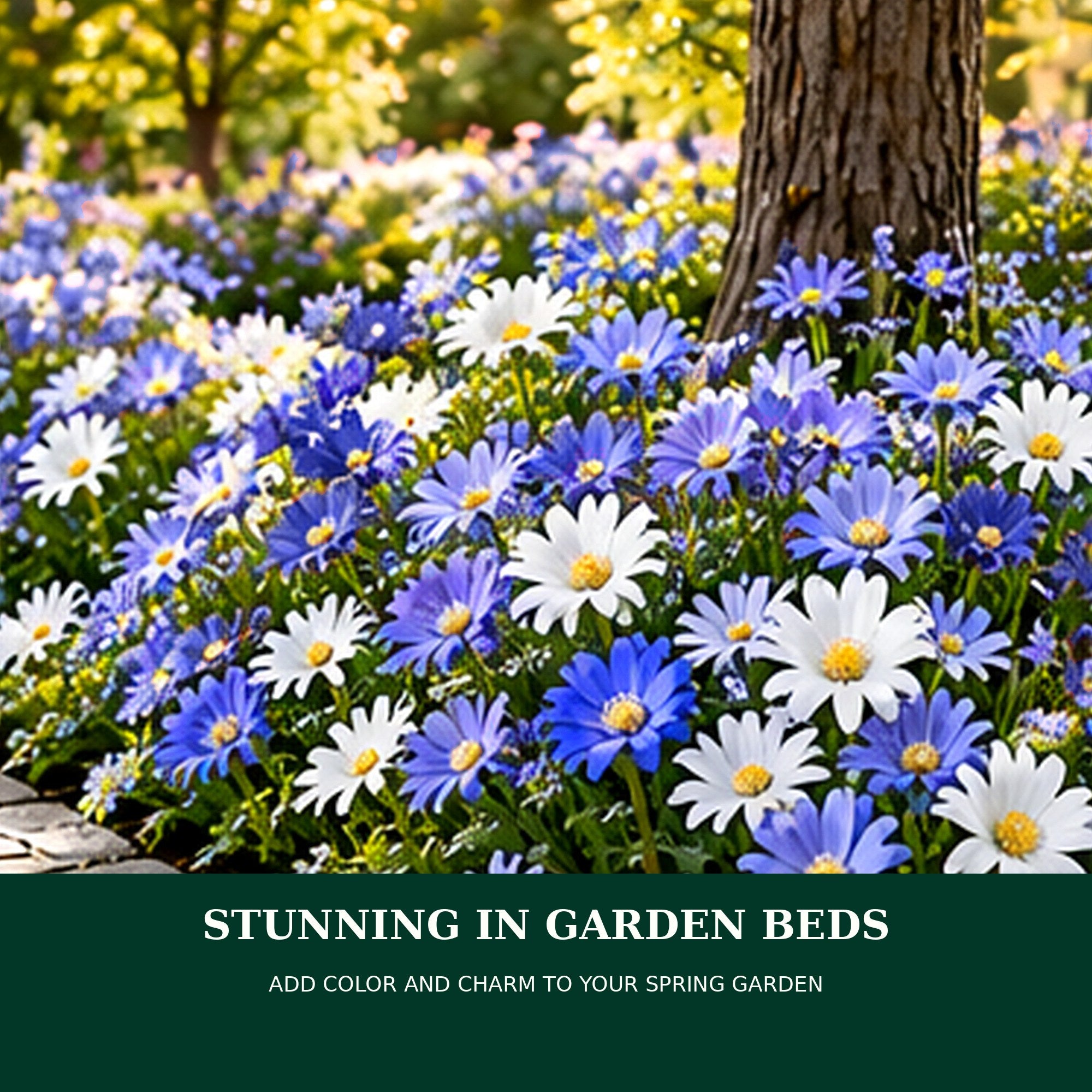 Mixed Anemone Blanda Flower Bulbs – Daisy-Shaped Ground Cover Blooms – Deer Resistant Spring Perennial