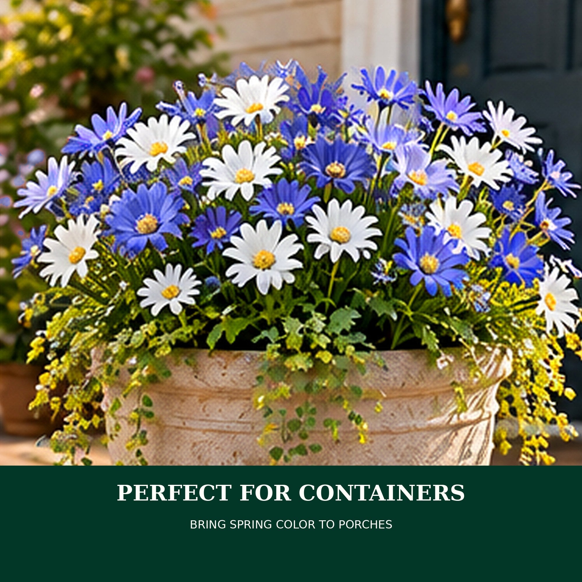 Mixed Anemone Blanda Flower Bulbs – Daisy-Shaped Ground Cover Blooms – Deer Resistant Spring Perennial