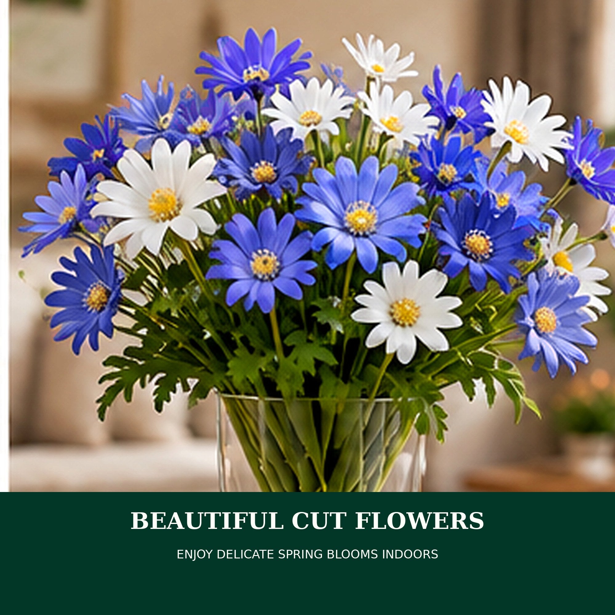 Mixed Anemone Blanda Flower Bulbs – Daisy-Shaped Ground Cover Blooms – Deer Resistant Spring Perennial