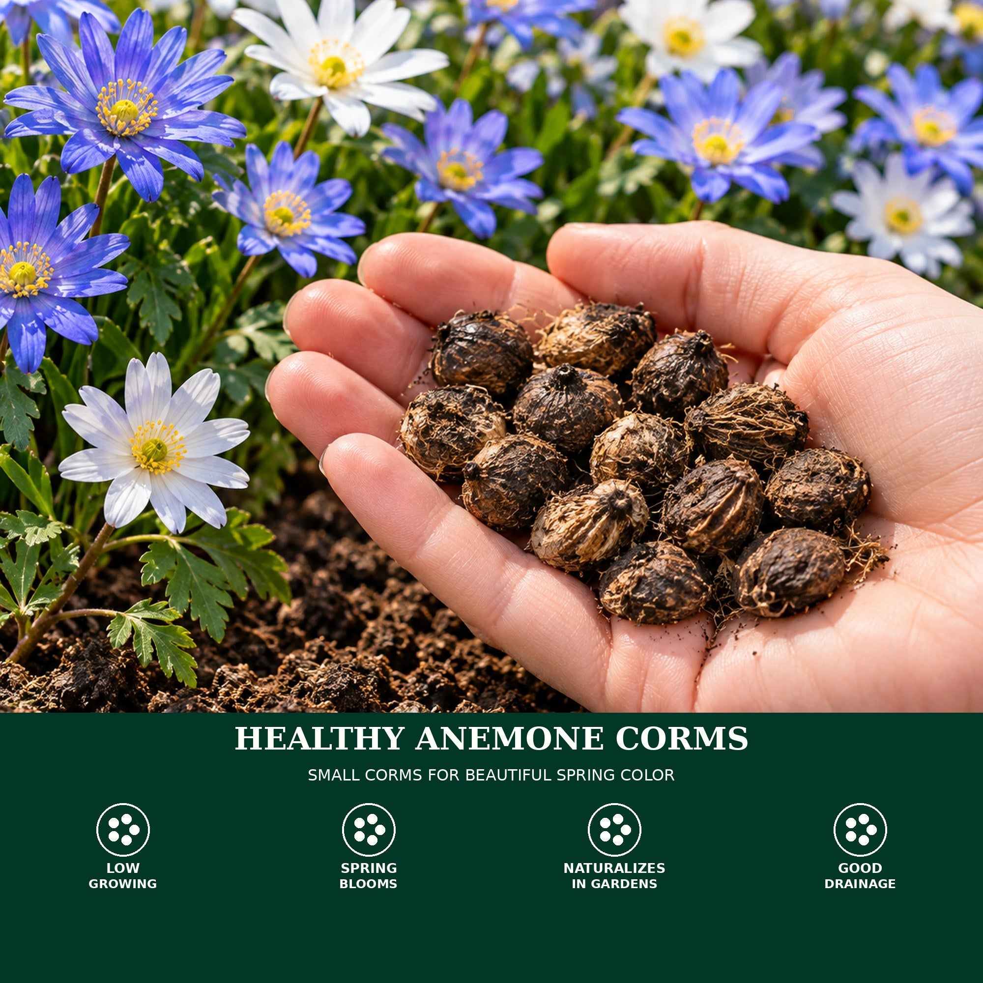 Mixed Anemone Blanda Flower Bulbs – Daisy-Shaped Ground Cover Blooms – Deer Resistant Spring Perennial