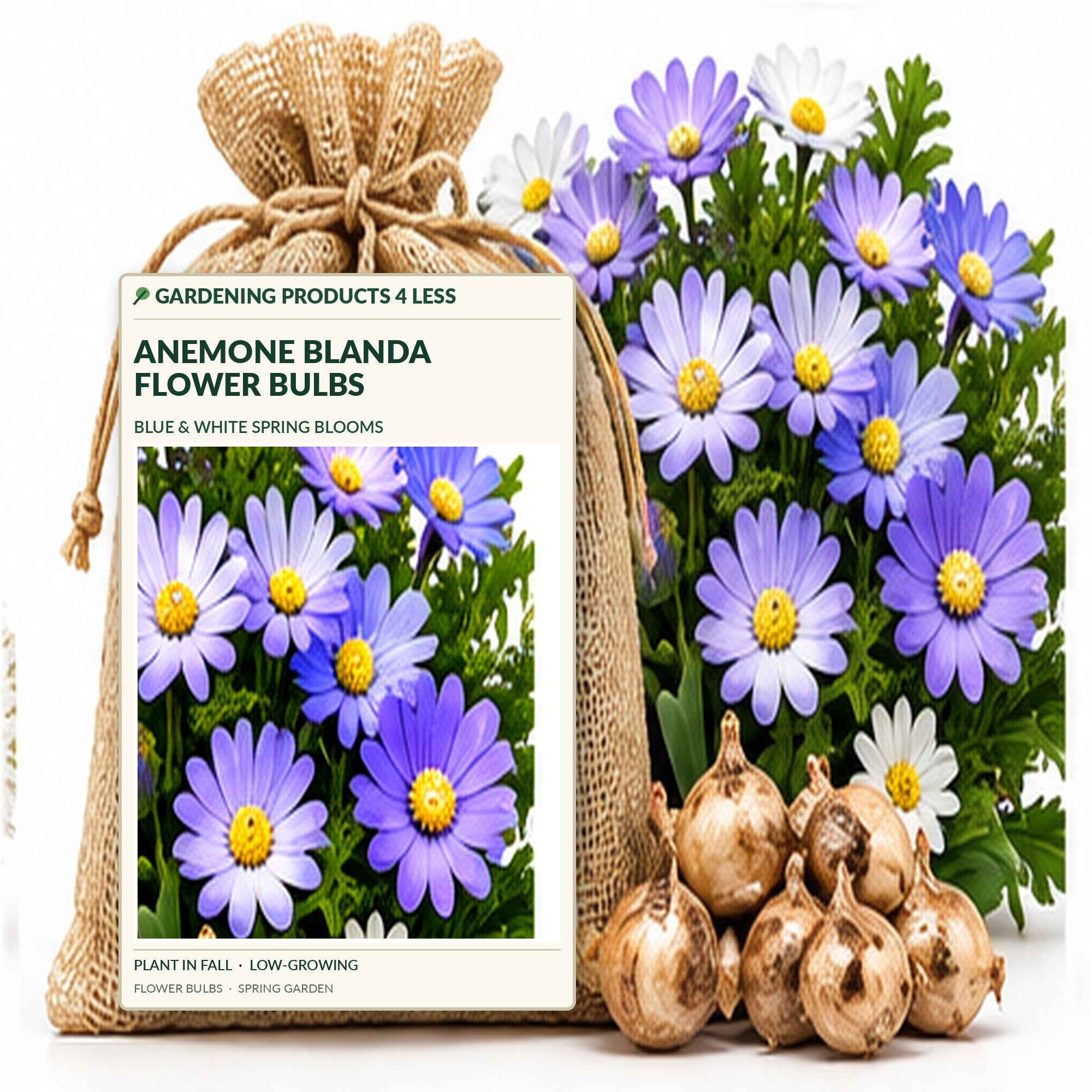 Mixed Anemone Blanda Flower Bulbs – Daisy-Shaped Ground Cover Blooms – Deer Resistant Spring Perennial