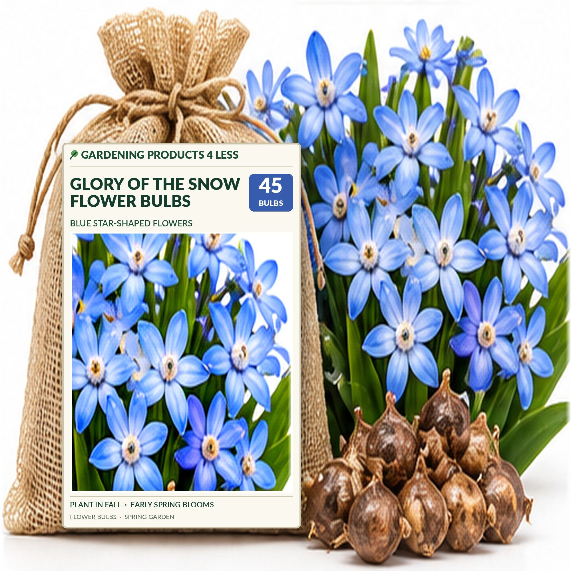 Gentle Glory of the Snow Flower Bulbs – Blue & White Star-Shaped Early Spring Blooms – Naturalizing Perennial Ground Cover