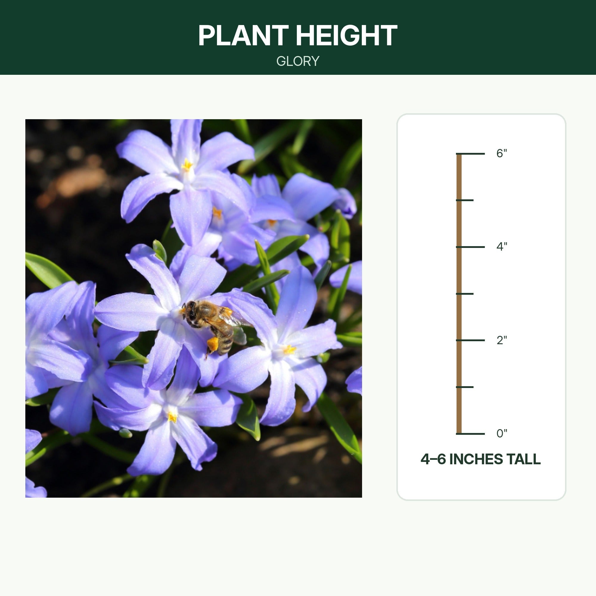 Gentle Glory of the Snow Flower Bulbs – Blue & White Star-Shaped Early Spring Blooms – Naturalizing Perennial Ground Cover