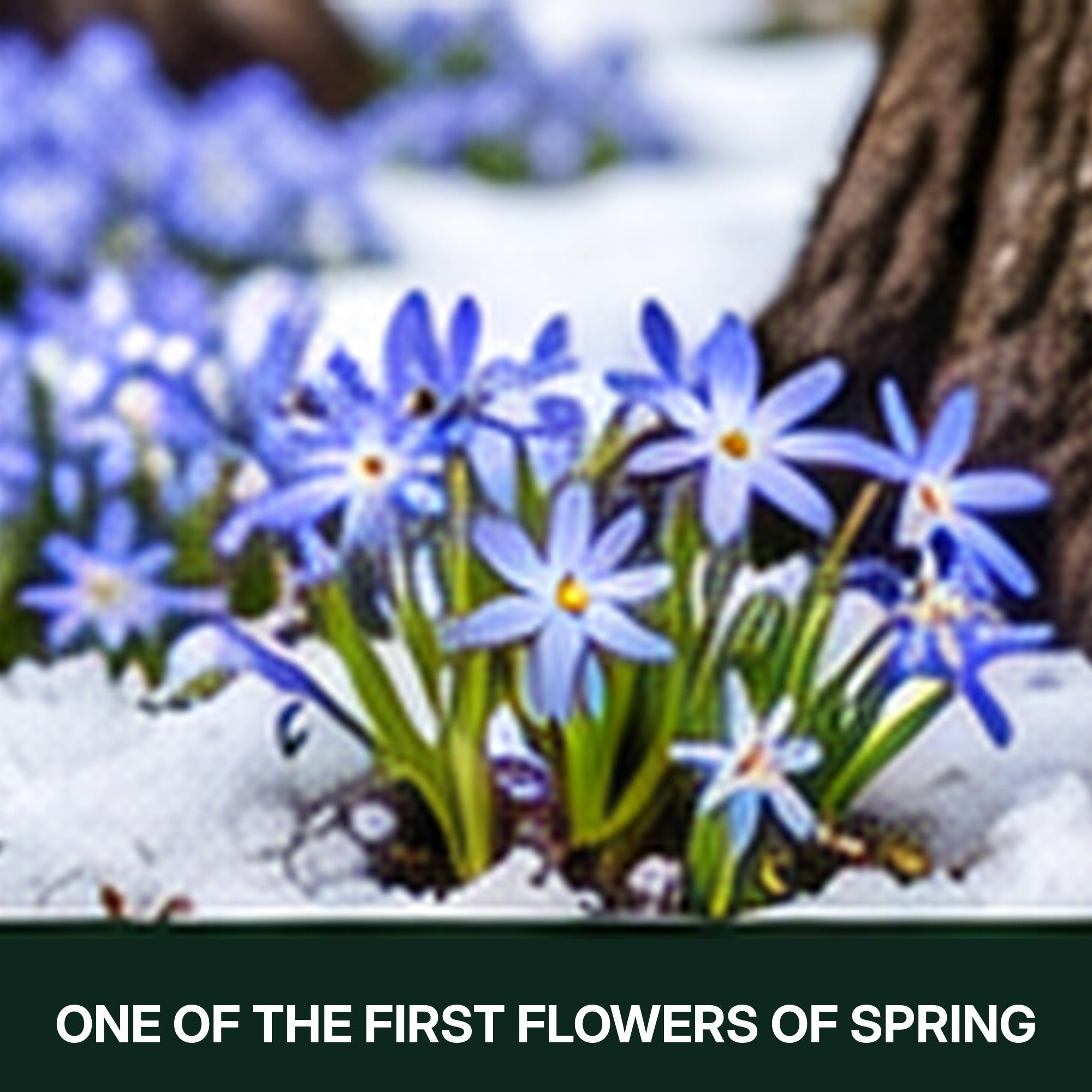 Gentle Glory of the Snow Flower Bulbs – Blue & White Star-Shaped Early Spring Blooms – Naturalizing Perennial Ground Cover