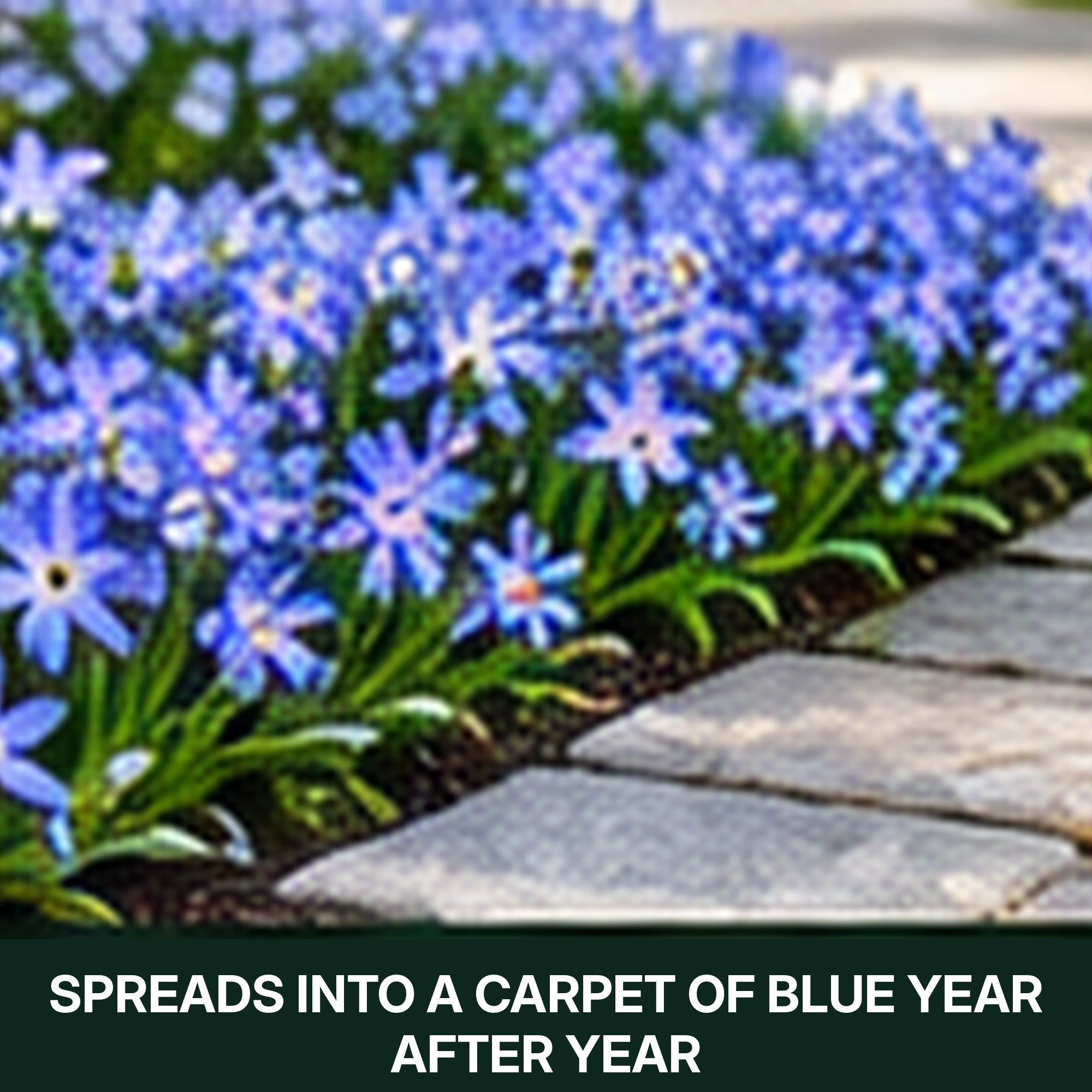 Gentle Glory of the Snow Flower Bulbs – Blue & White Star-Shaped Early Spring Blooms – Naturalizing Perennial Ground Cover