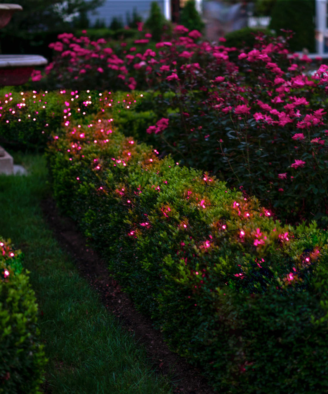 LITEUP 125 Pink Color