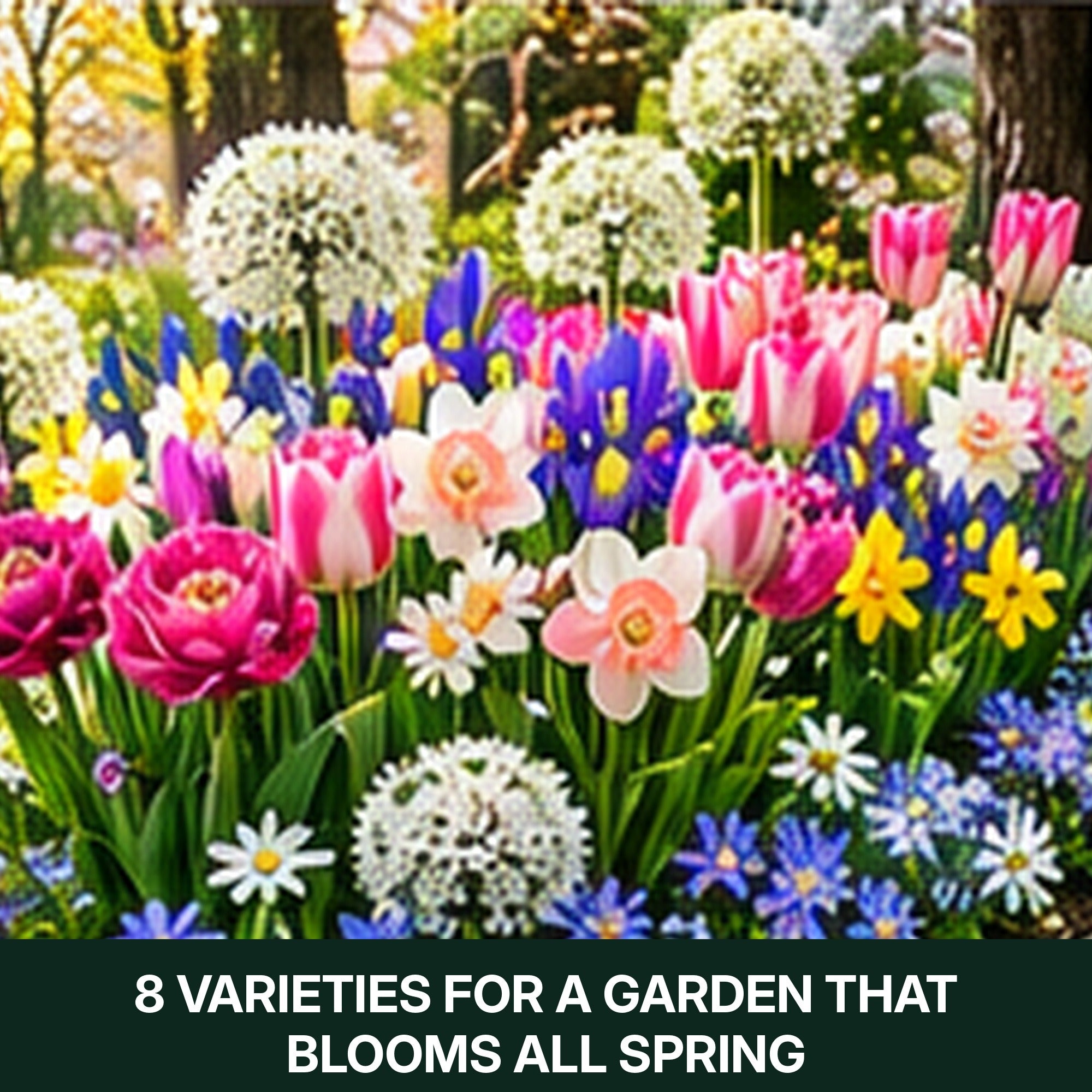 Spring Flower Bulbs Collection for Fall Planting – Tulips, Pink Daffodils, Allium, Anemone & Glory of the Snow – Perennial Bulb Mix
