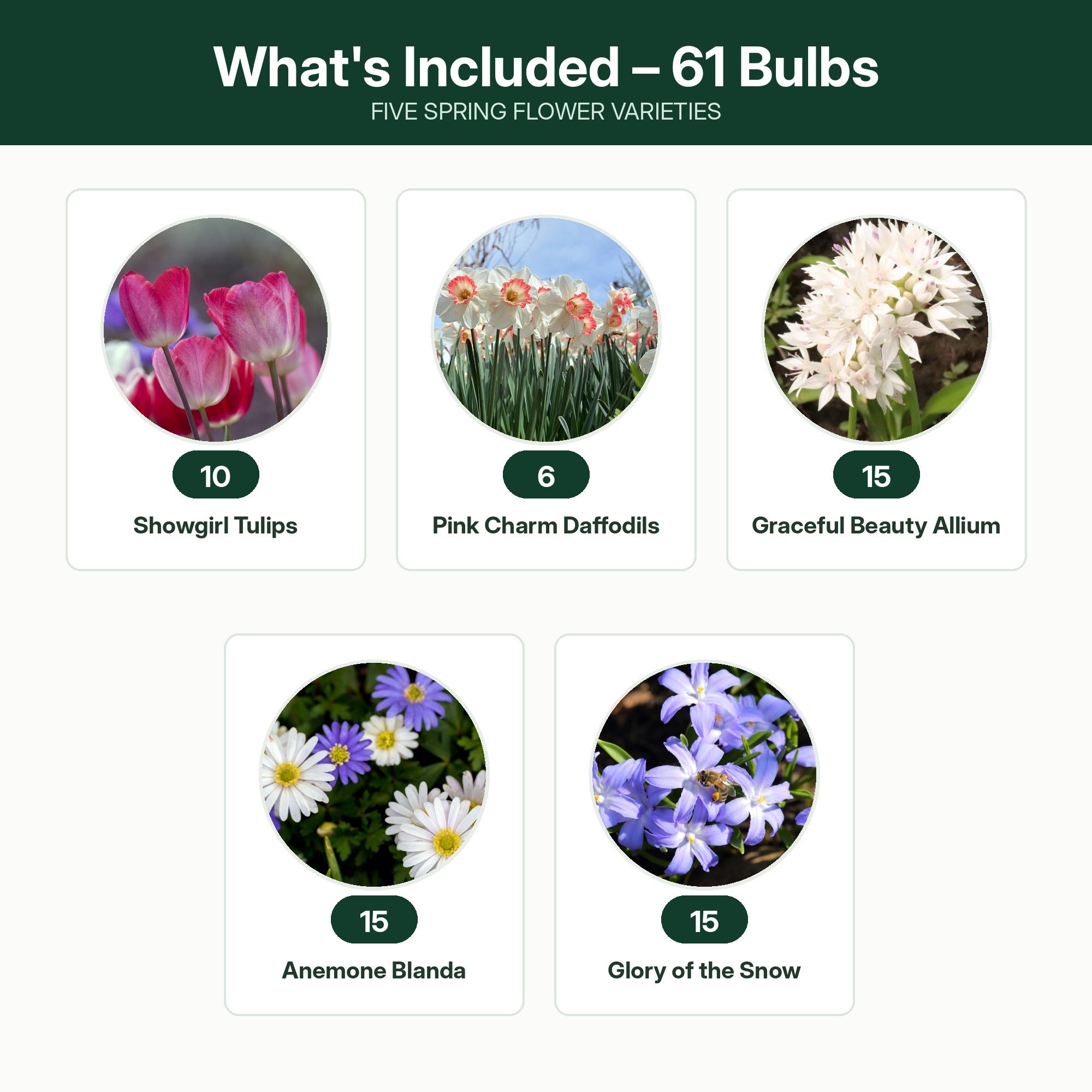 Spring Flower Bulbs Collection for Fall Planting – Tulips, Pink Daffodils, Allium, Anemone & Glory of the Snow – Perennial Bulb Mix