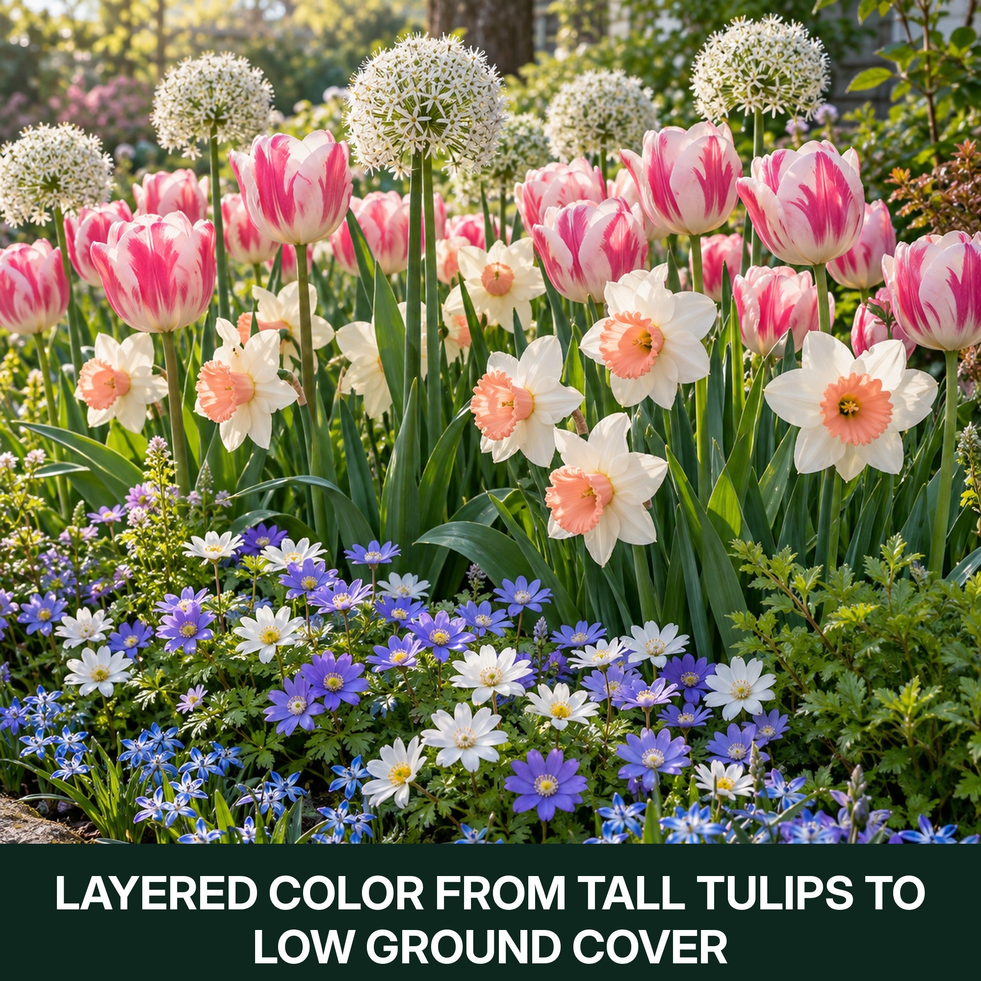 Spring Flower Bulbs Collection for Fall Planting – Tulips, Pink Daffodils, Allium, Anemone & Glory of the Snow – Perennial Bulb Mix