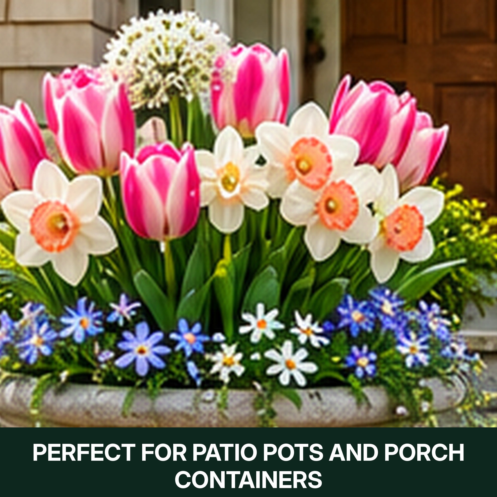 Spring Flower Bulbs Collection for Fall Planting – Tulips, Pink Daffodils, Allium, Anemone & Glory of the Snow – Perennial Bulb Mix