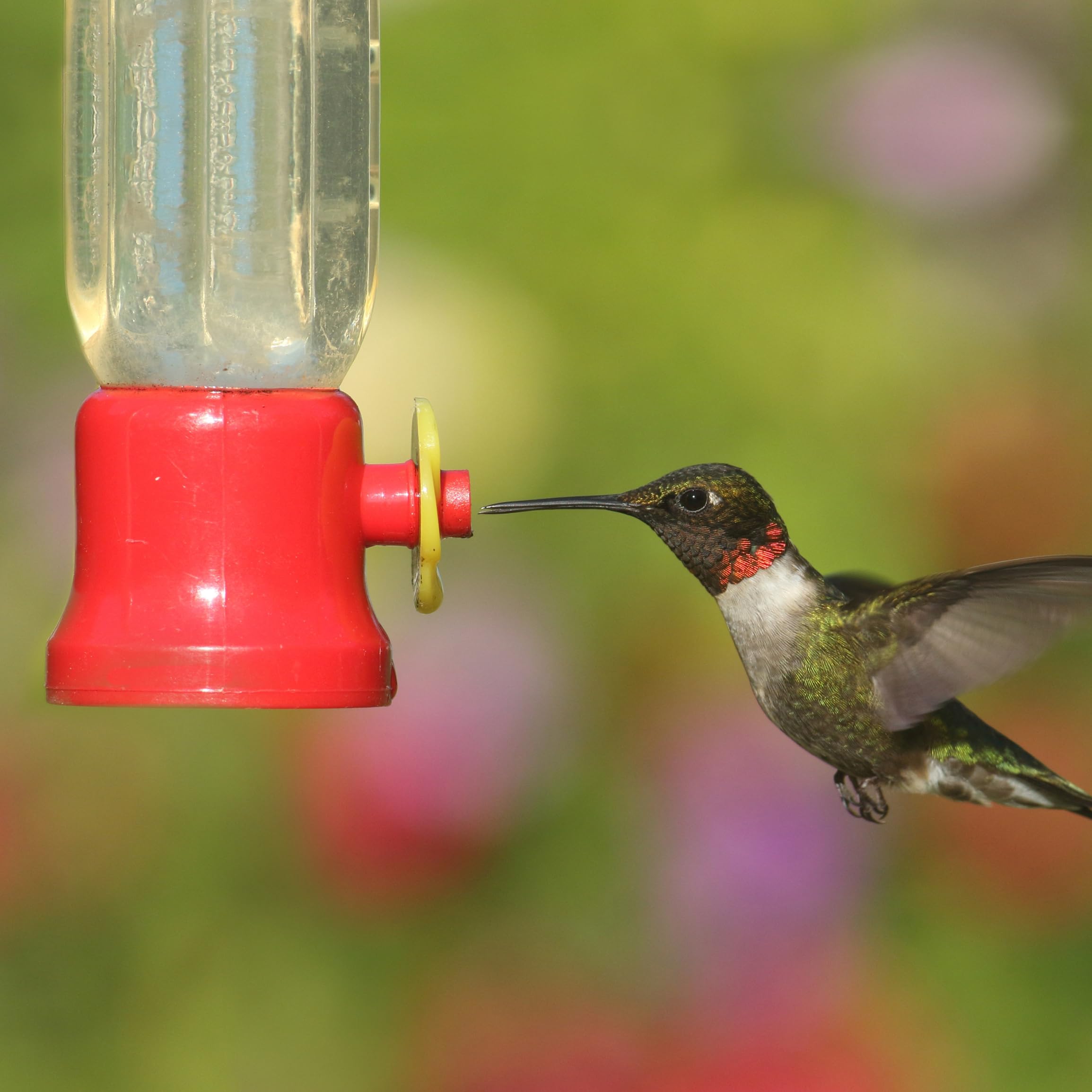 Outdoor Shatterproof Plastic Hummingbird Feeder, Hanging Humming Bird Feeder for Outdoors, Ant and Bee Proof