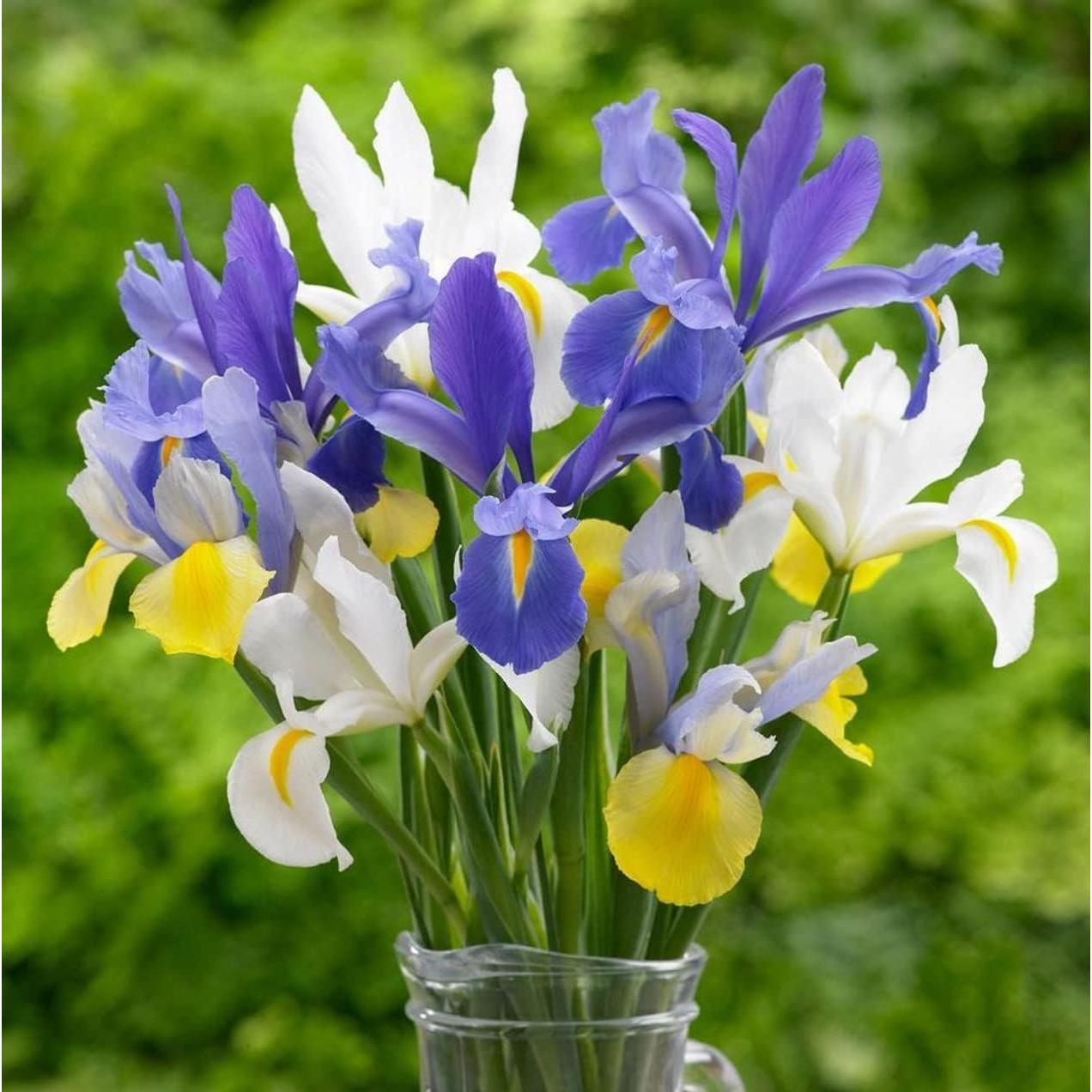 Colorful Mixed Dutch Iris Flowers - 45 Bulbs - Beautiful, Bright, Blue, Purple, Yellow, White Flowers - Spring Blooming Perennials Perfect for Gardens - Attracts Butterflies, Bees & Hummingbirds