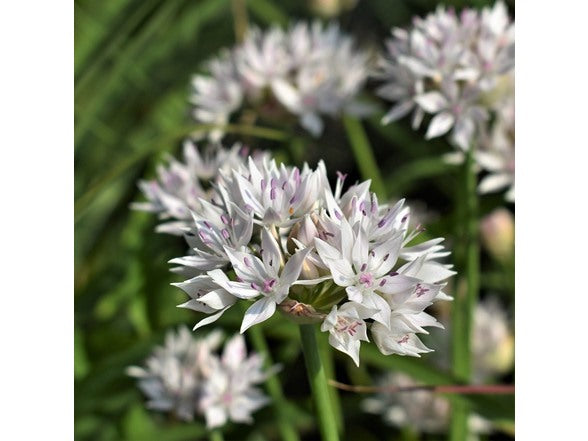 Graceful Beauty white allium flowers