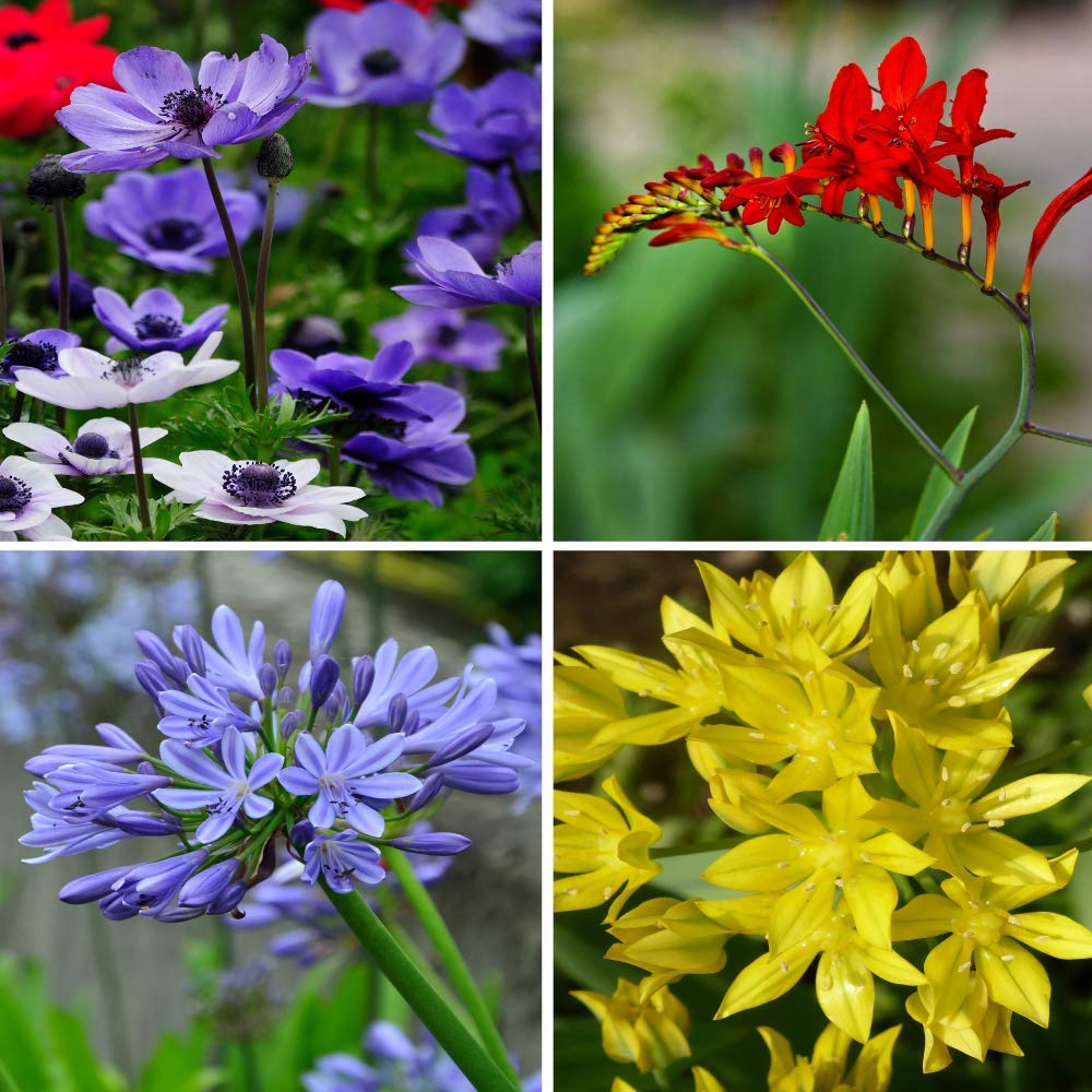 Birds & Bees English Flower Bulb Collection - Colorful Assortment of Flower Bulbs That Will Have Beautiful Blooms - 100 Flower Bulbs