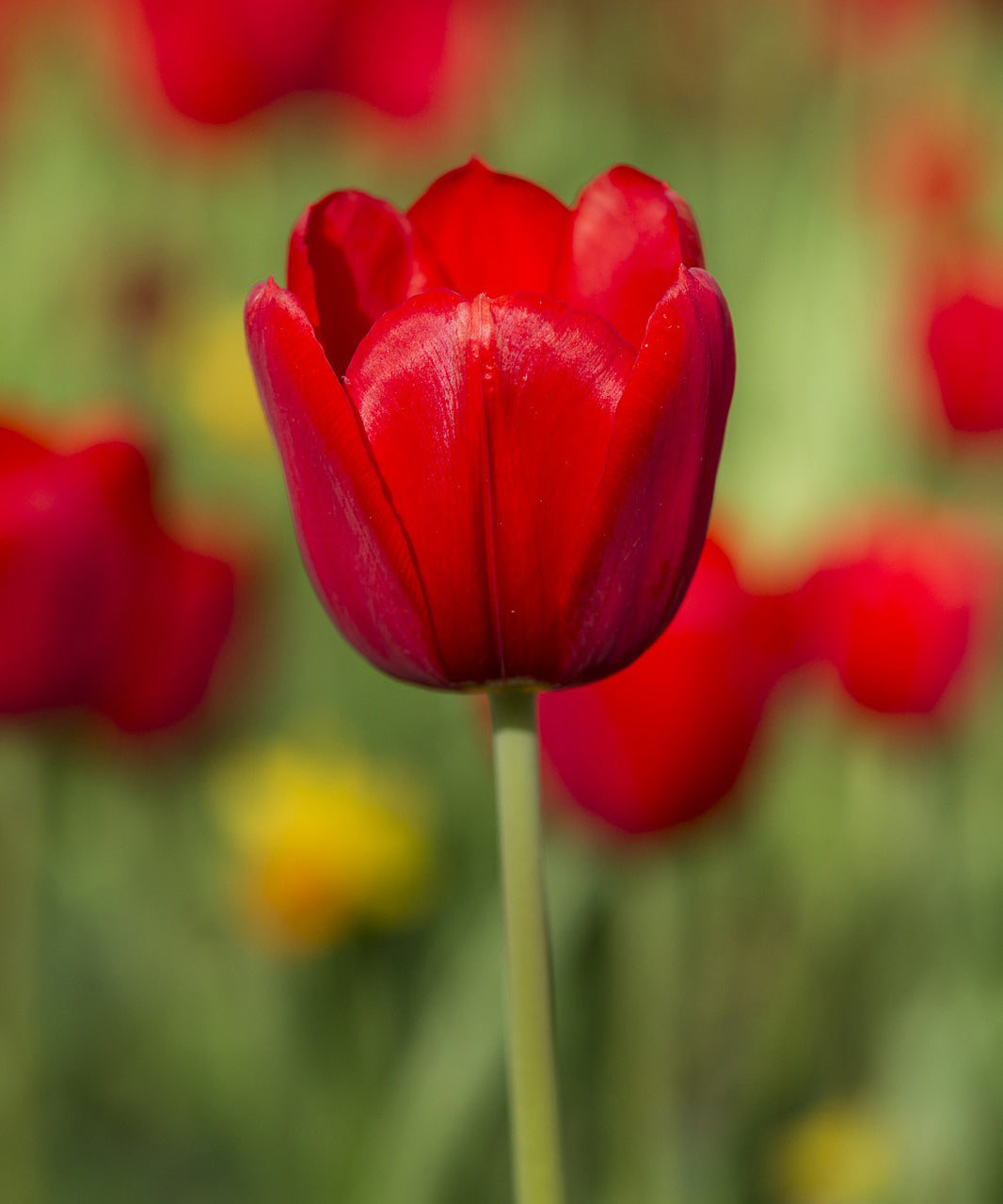 Sky High Scarlet Tulip Flower Bulbs – Giant Red Tulips with Stems Over 30 Inches – Spring Blooming