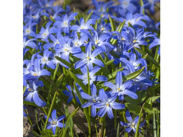 Glory of the Snow flowers