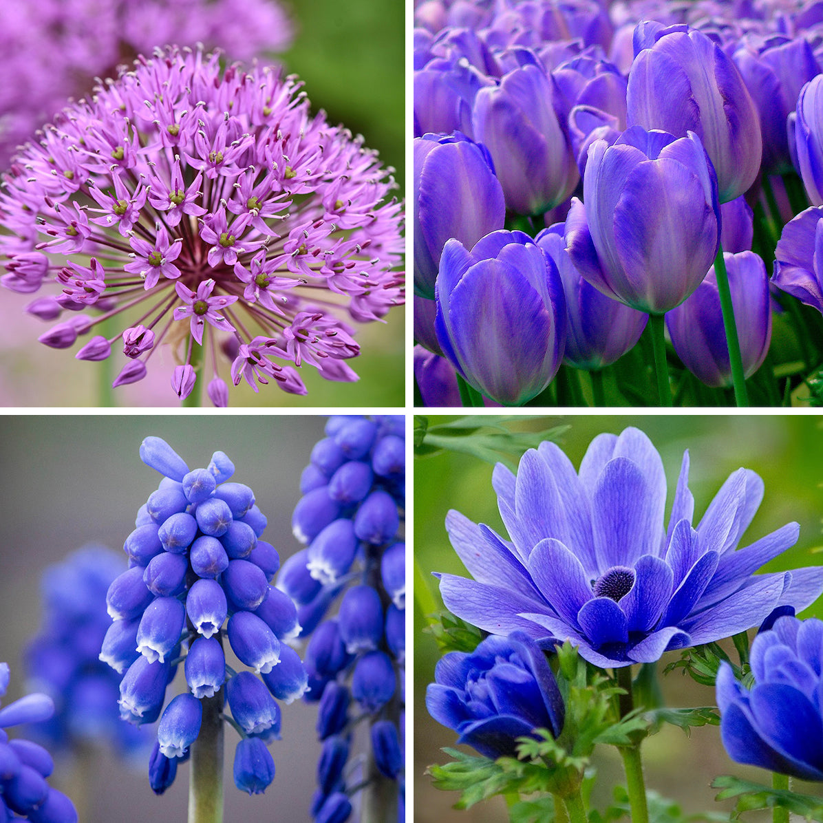 BLUE GARDEN FLOWER COLLECTION - 40 BULBS image 0