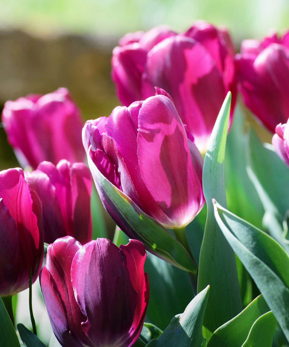 Lavender Triumph Tulip Flower Bulbs – Lavender-Purple Spring Blooms – Perennial Tulips