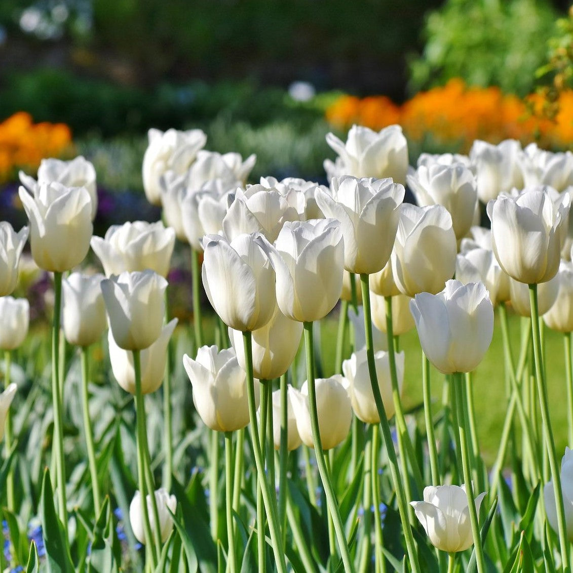 COLOSSAL WHITE TULIP FLOWERS - 3 BULBS image 0