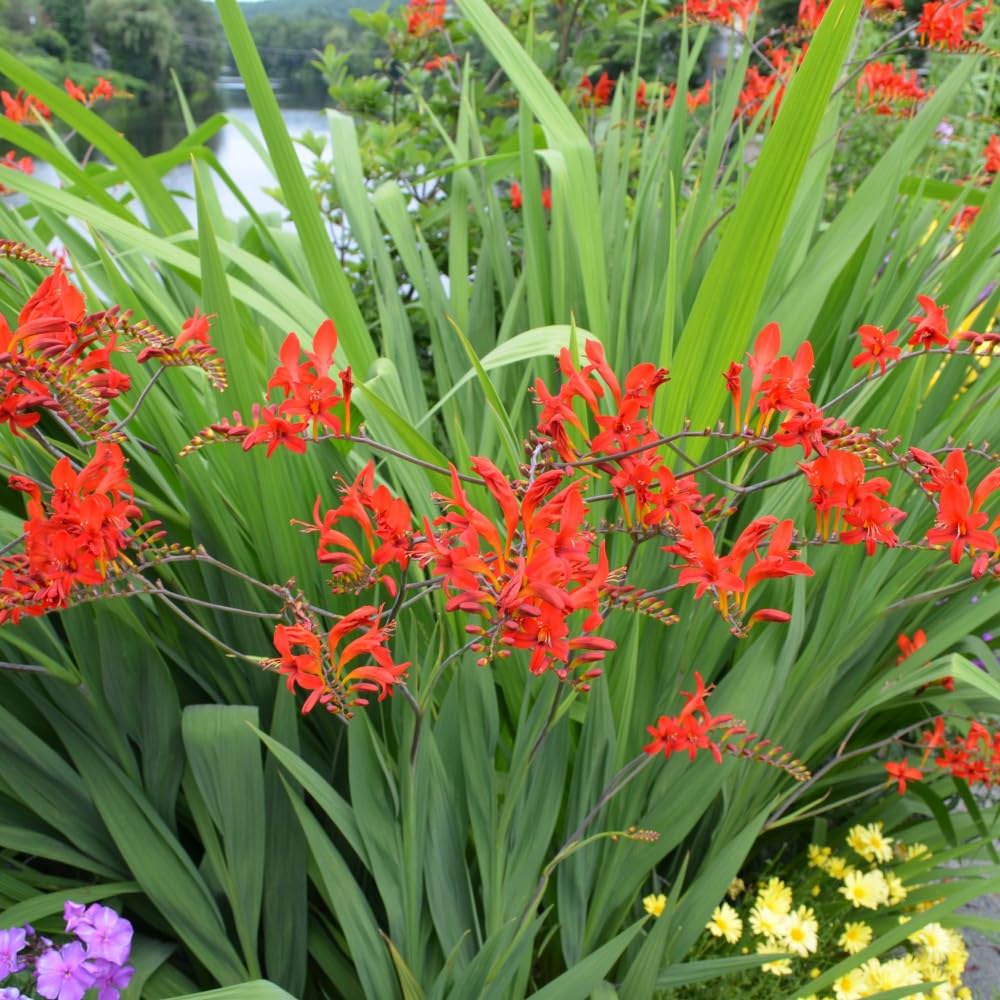 Birds & Bees English Flower Bulb Collection - Colorful Assortment of Flower Bulbs That Will Have Beautiful Blooms - 100 Flower Bulbs