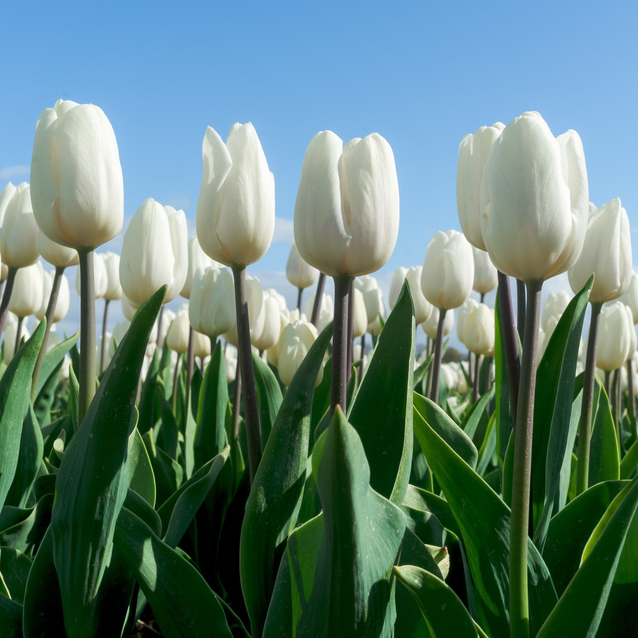Colossal White Tulip Flower Bulbs – Giant White Tulips with Stems up to 30 Inches – Spring Blooming