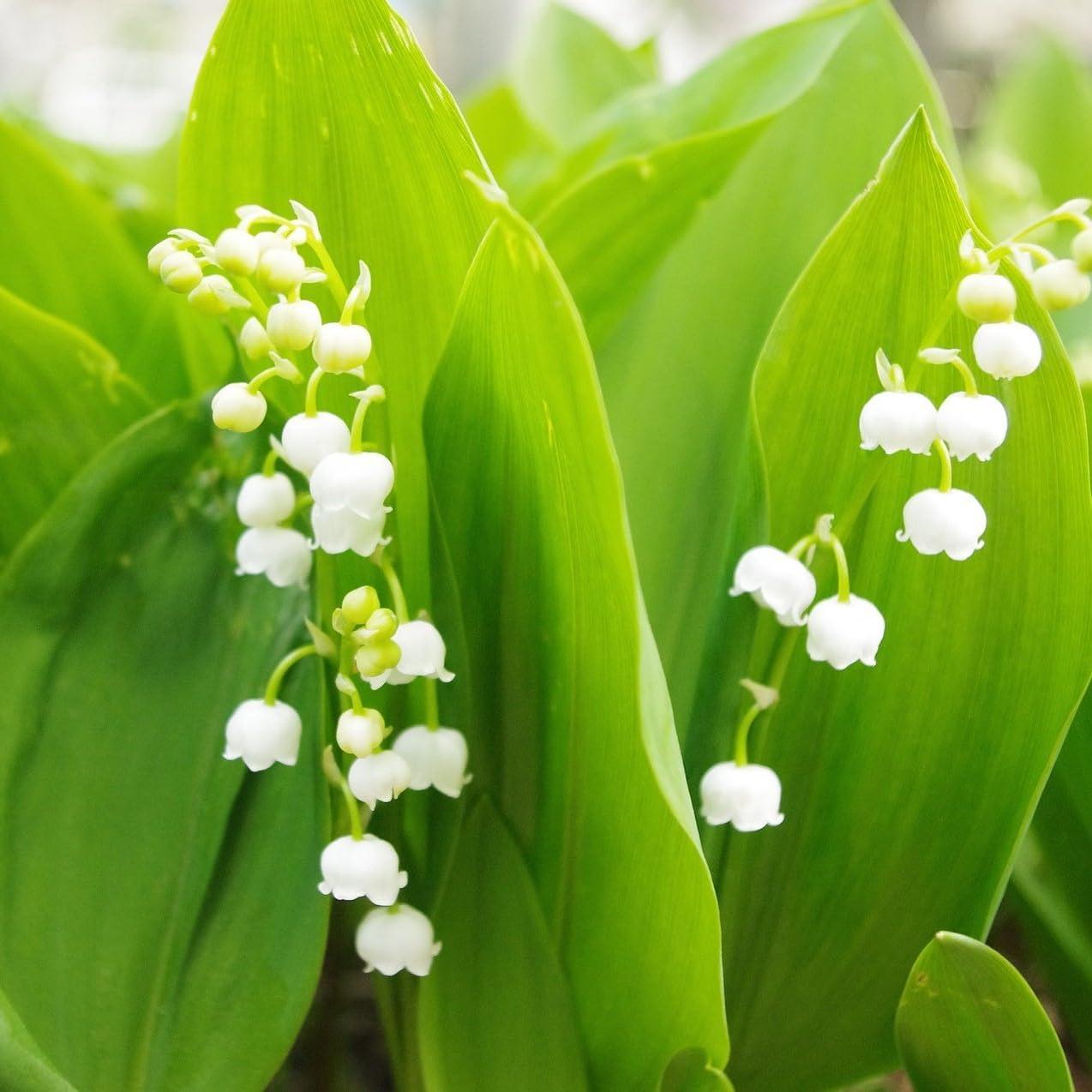 4 Sweet Dutch Lily of The Valley Perennial Flower Bulbs - Easy to Grow, Rich Scented, Wonderful Blooms and Beautiful Petals - Attracts Butterflies, Bees & Hummingbirds - Touch of ECO