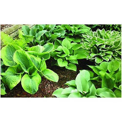9-Pack Hosta Bare Root Perennial Plants - Fresh from Our Farm Ship Fast Directly to you. Perfect for any home & garden grows year after year!