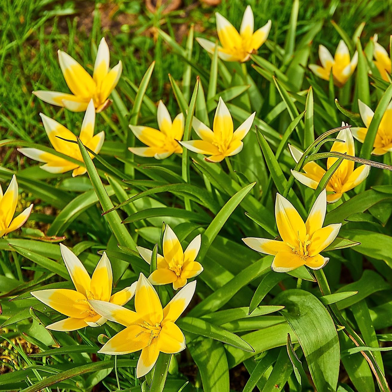 Easy Ground Cover Tulip Tarda Flowers-12 Bulbs-Add a Beautiful Mix of Colors in Yellow, Red, Orange, White to Your Home, Landscape, Garden-Spring Blooming Perennials-Attracts Butterflies & Bees