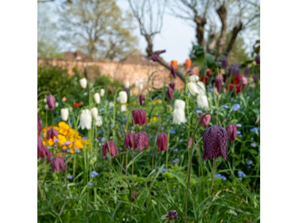 Garden Gems Mixed Flower Bulb Collection – 100 Bulbs – Fritillaria, Striped Squill, Allium Moly & Grape Hyacinth