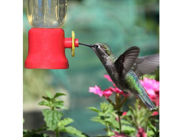 Hummingbird Feeder | 4-Pack