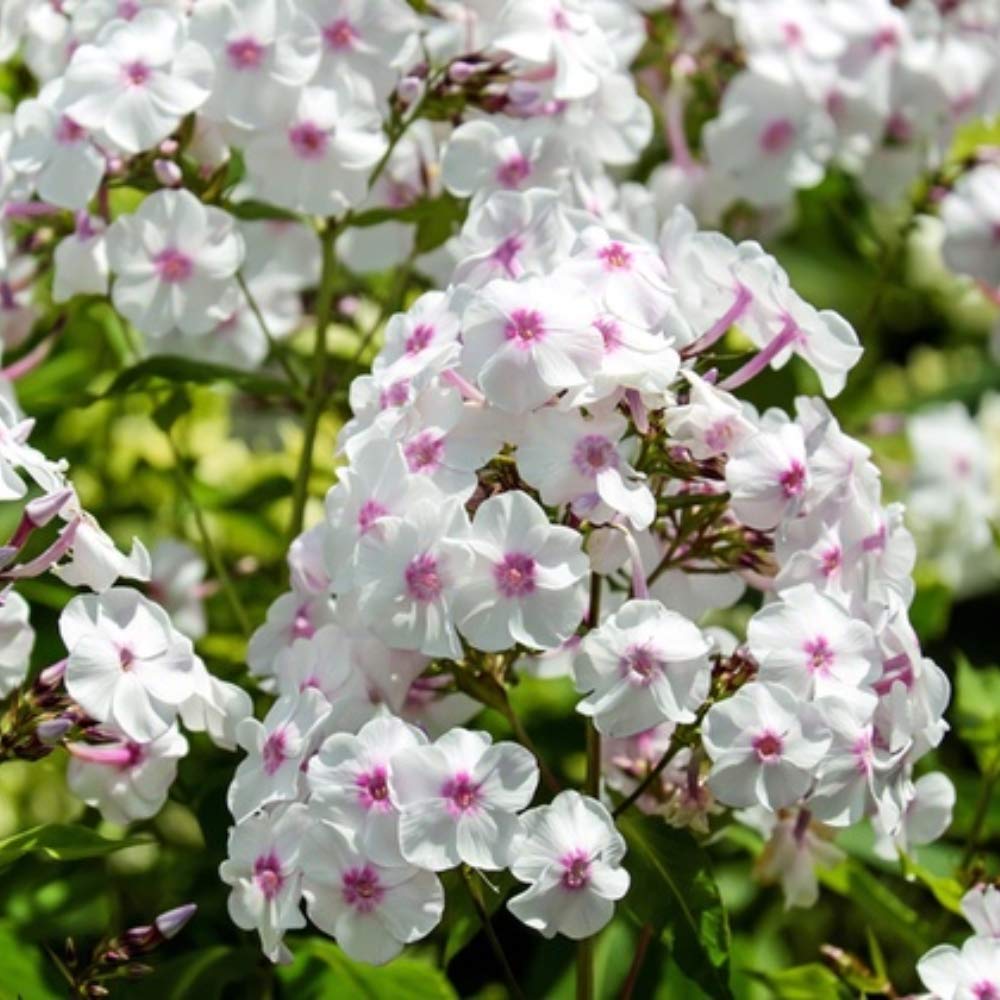 3 Double Phlox Bare Root Perennial Flower Collection - Vibrant and Stunning Mix of Pink, White and Red Colors - Blooms Create Beautiful Clusters of Petals - Attracts Butterflies, Bees & Hummingbirds