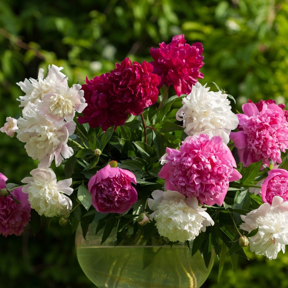 Jumbo Mixed Colorful Peonies Flowers - 4 Bulbs- Colorful Red, White & Pink Peony Flower Collection - Attracts Butterflies, Bees & Hummingbirds - These Double Blooms Measure Over 7 inches in Diameter - Great Gift!