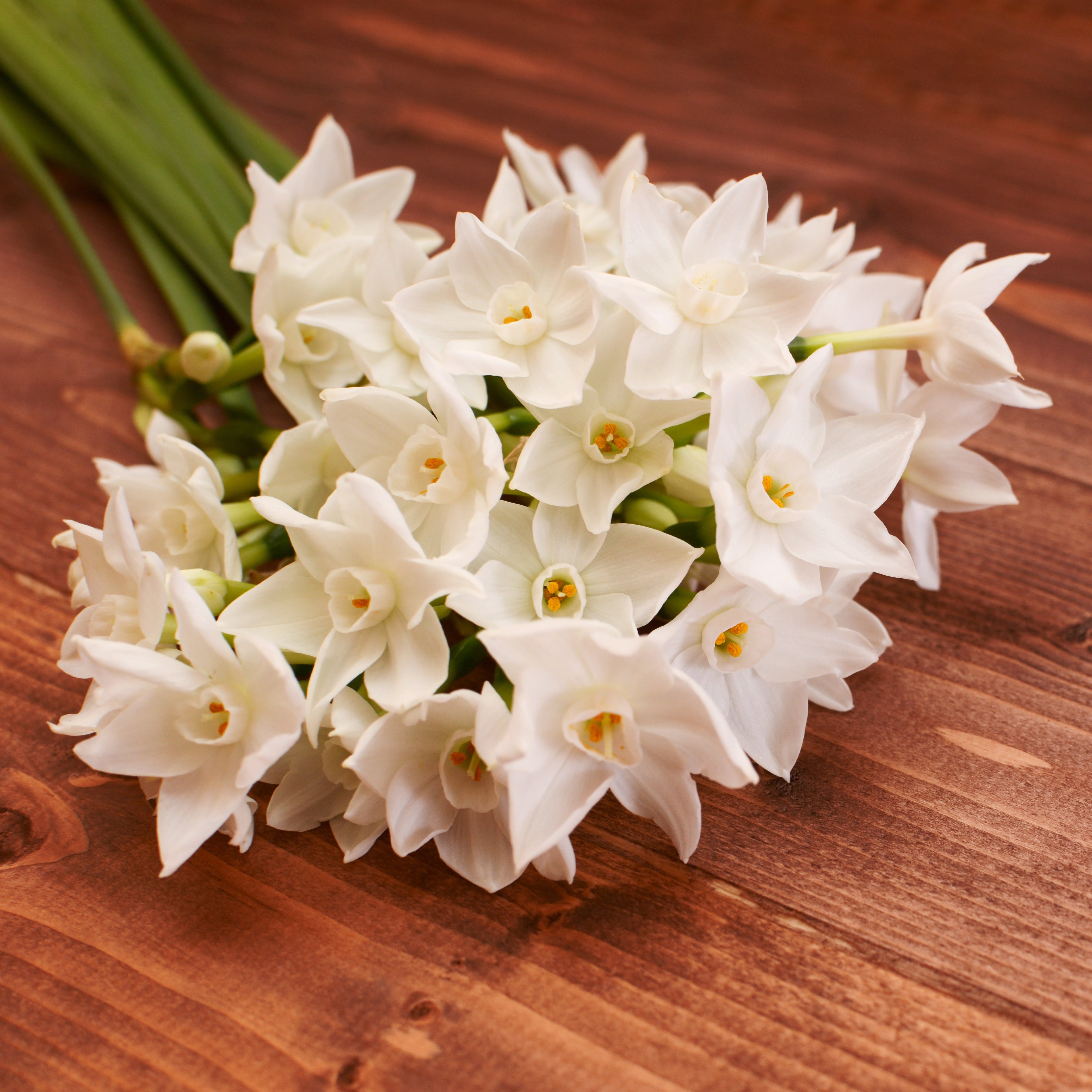 Paperwhite Narcissus Flower Bulbs – Fragrant White Blooms – Easy to Grow Indoors or Outdoors