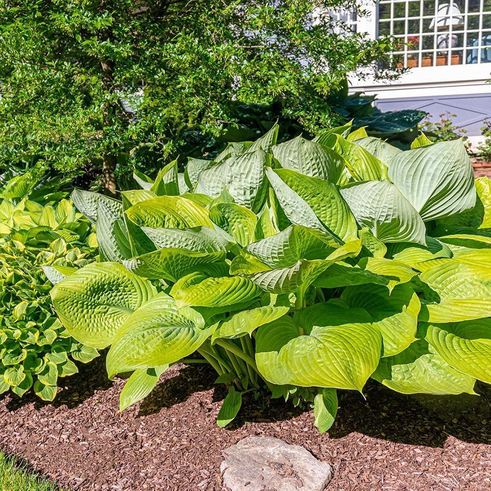 Giant Hosta Perennial Mix - 3 Bare Root Plants - Large Blue-Green and Yellow-Green Leaves - Perfect for Landscaping, Shade Garden - Easy to Grow!