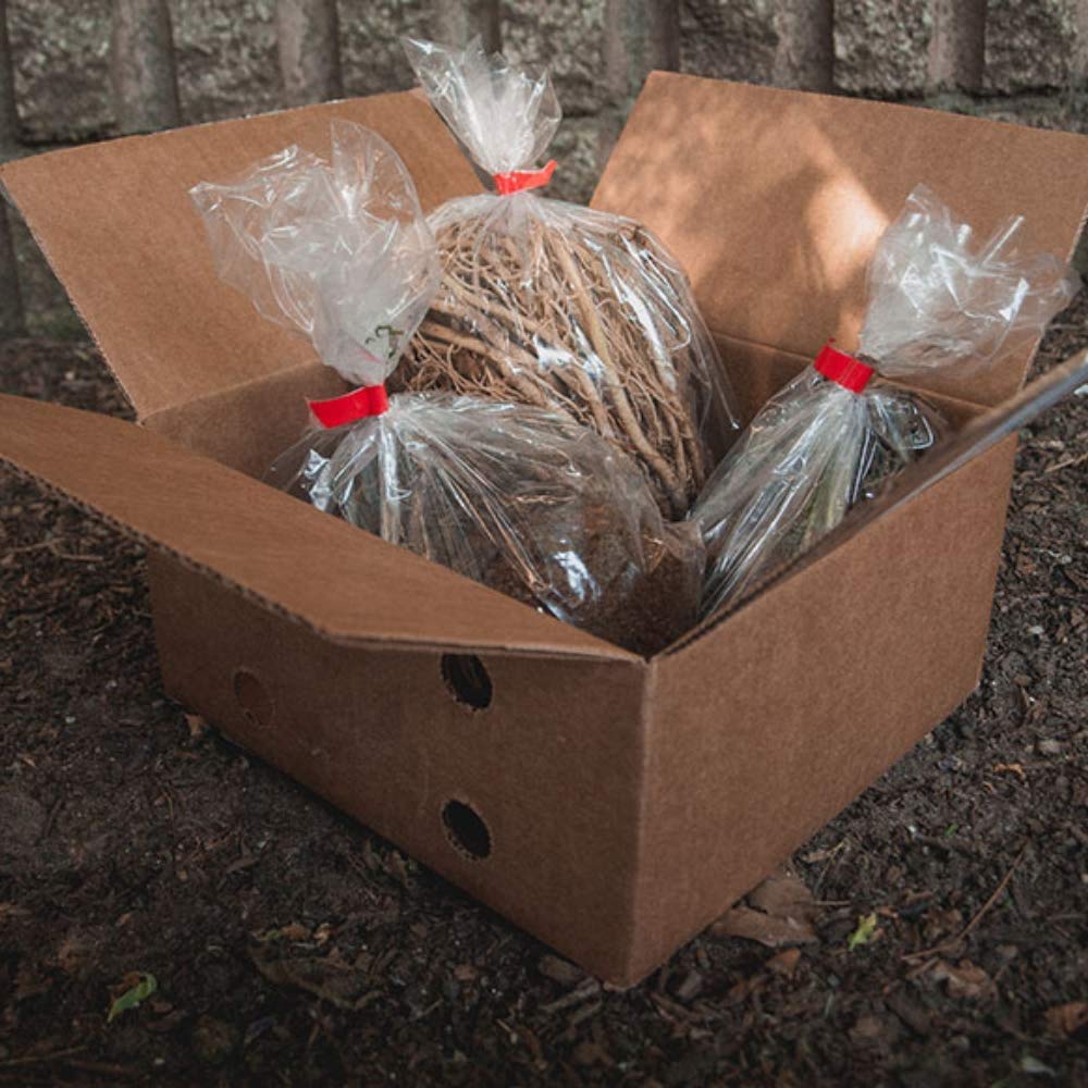 Hardy Mixed Heart-Shaped Hosta - 6, 12 or 24 Pack of Bare Roots - Rich Green Foliage, Low Maintenance, Heart Shaped Leaves Great Perennials