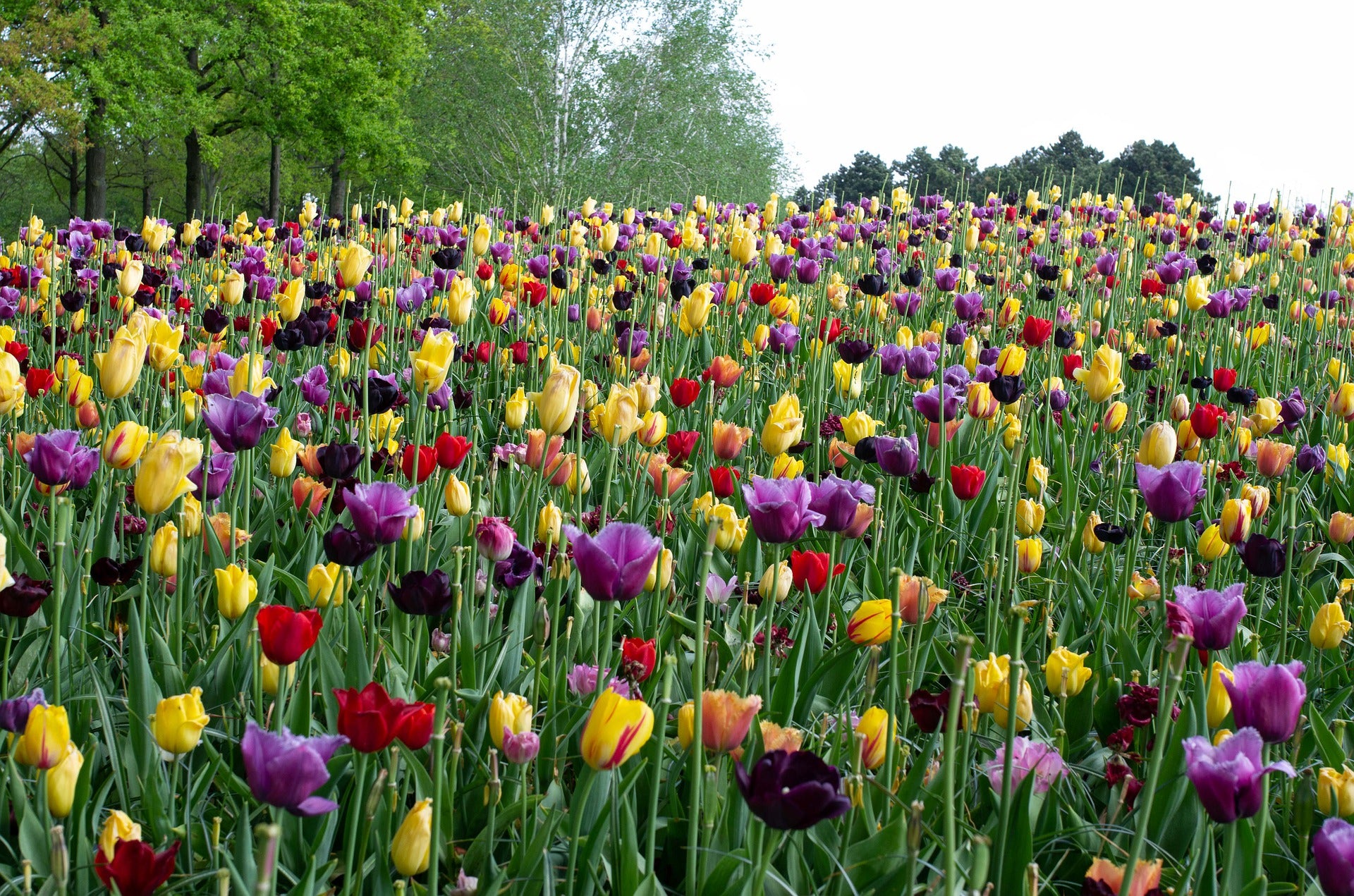 Double Late Mixed Tulip Flower Bulbs – Peony-Style Blooms in Mixed Colors – Late Spring Blooming