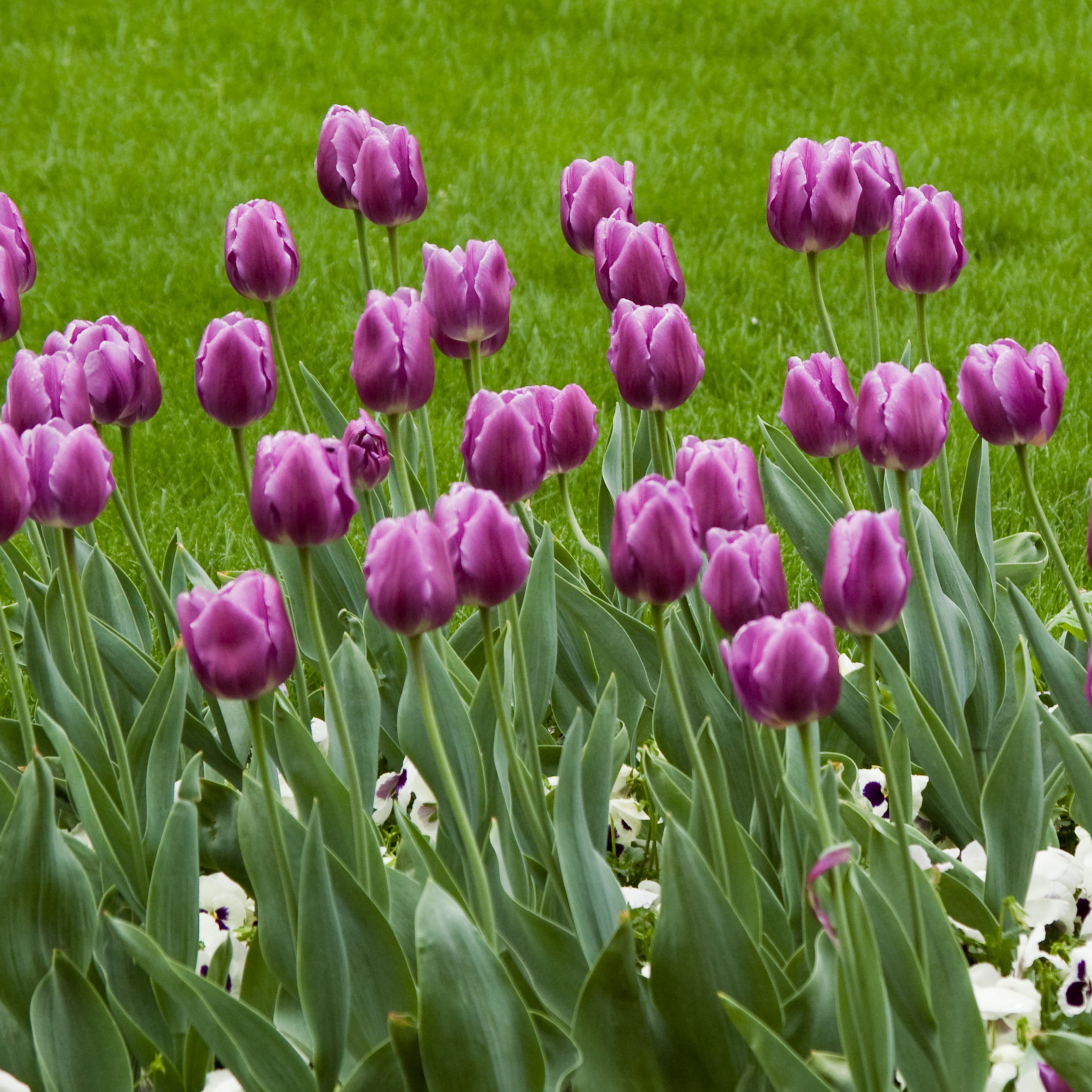 SPRING LAVENDER TROPHY TULIP FLOWERS - 10 BULBS image 0