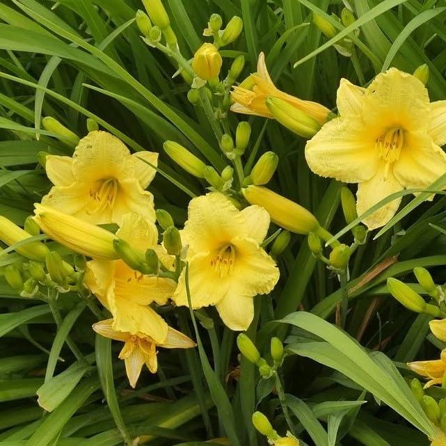 American Mixed Daylily Flowers - 3 Bare Root Flowers - Beautiful, Rich Golden Stella D'oro Flowers with Ruffled Edges - Attracts Butterflies, Bees & Hummingbirds