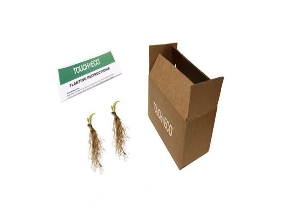 White Feather Hosta Bare Roots – Creamy White to Green Color-Changing Foliage – Fragrant Lavender Flowers – Shade-Loving Perennial for Gardens, Borders & Containers – Multiple Pack Sizes