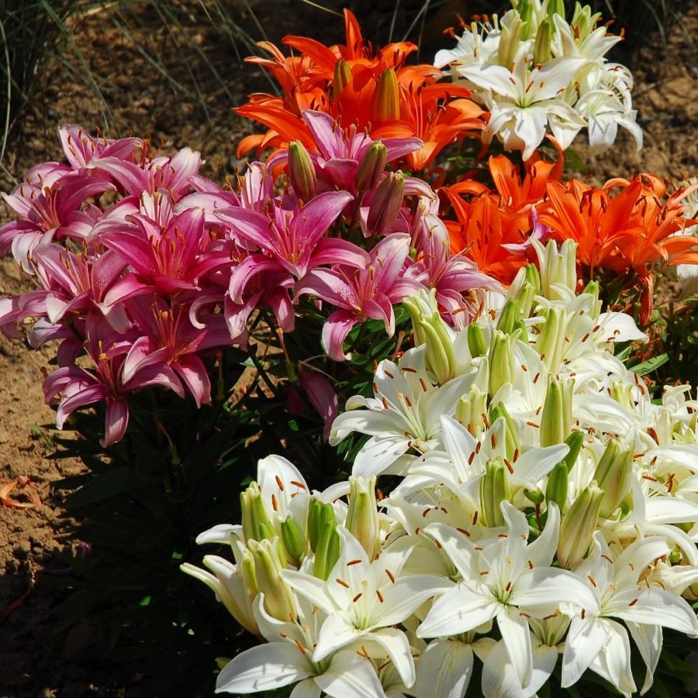 Lilium Oohs and Aahs Mixed Perennial Flower Bulbs - 10 Bulbs with Bright Red, Yellows, Magentas, Golds & Oranges - Winter Hardy, 30-42 Inches Tall, Bloom Mid Summer