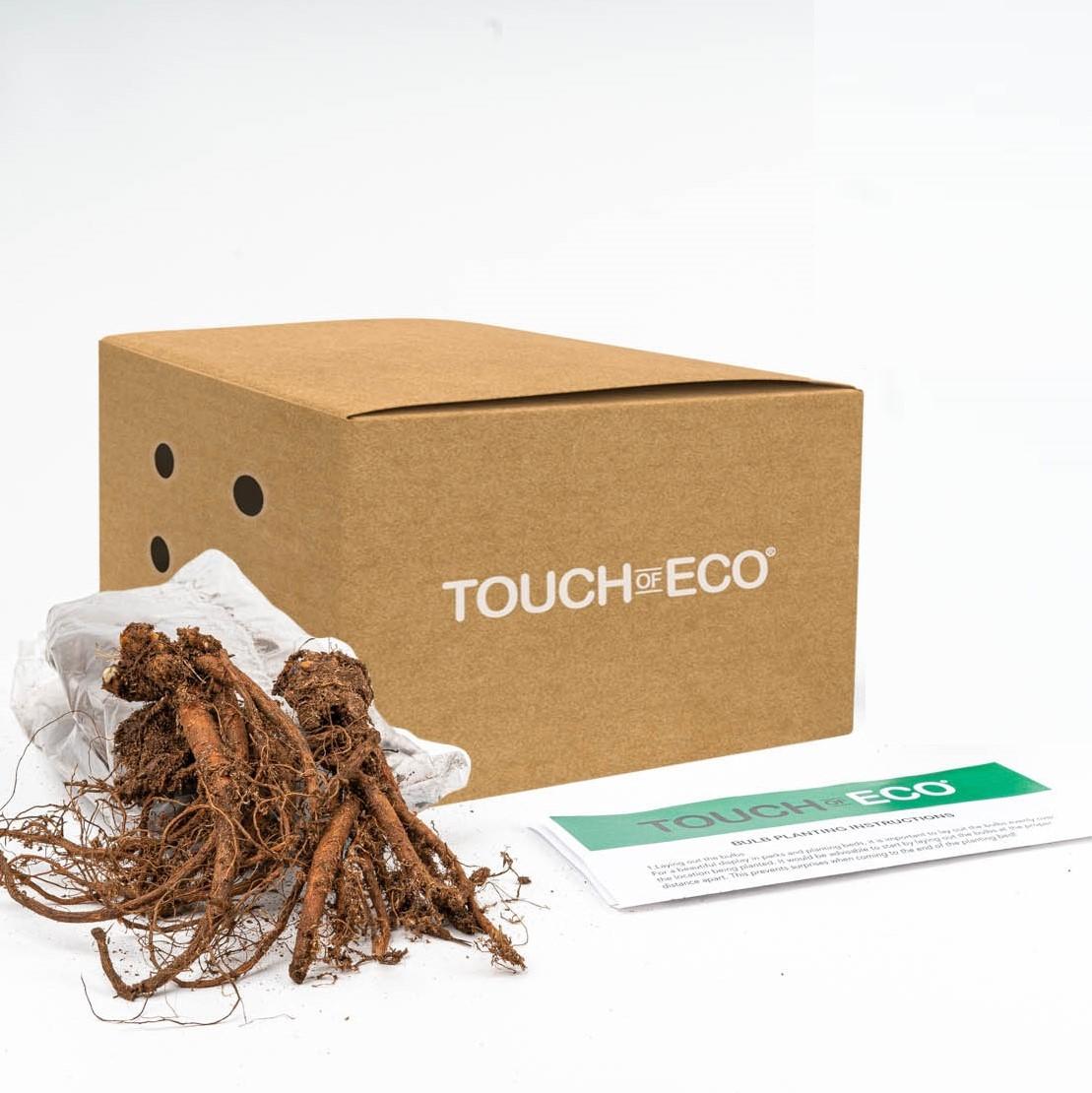 Giant Plume Assorted Astilbe Flower Bulbs (3-, 6-, 12-Pack with Planting Tool) Great Gardening Gift